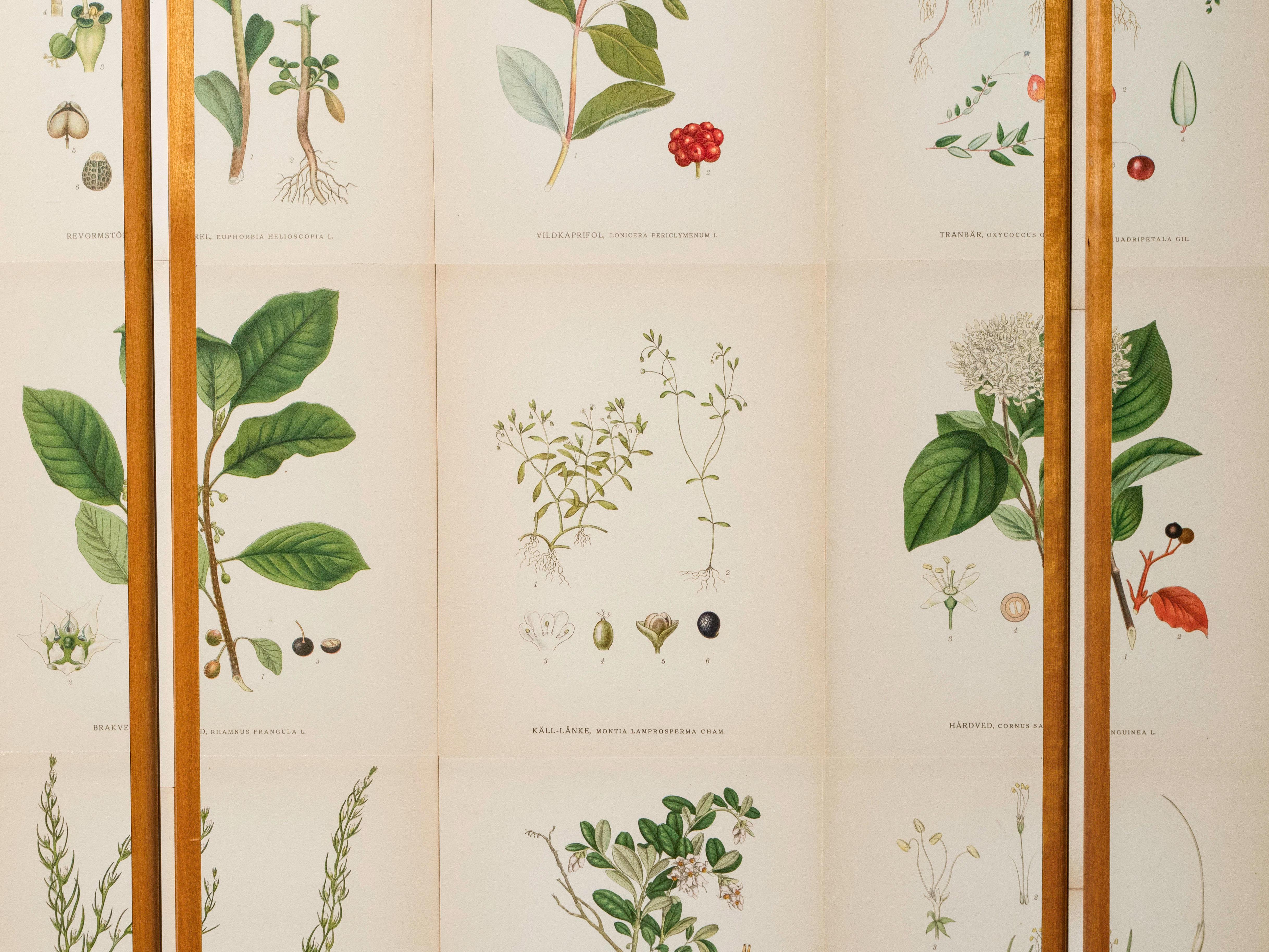 Swedish Elm Cabinet with Nordens Flora Illustrations, Josef Frank Style 3