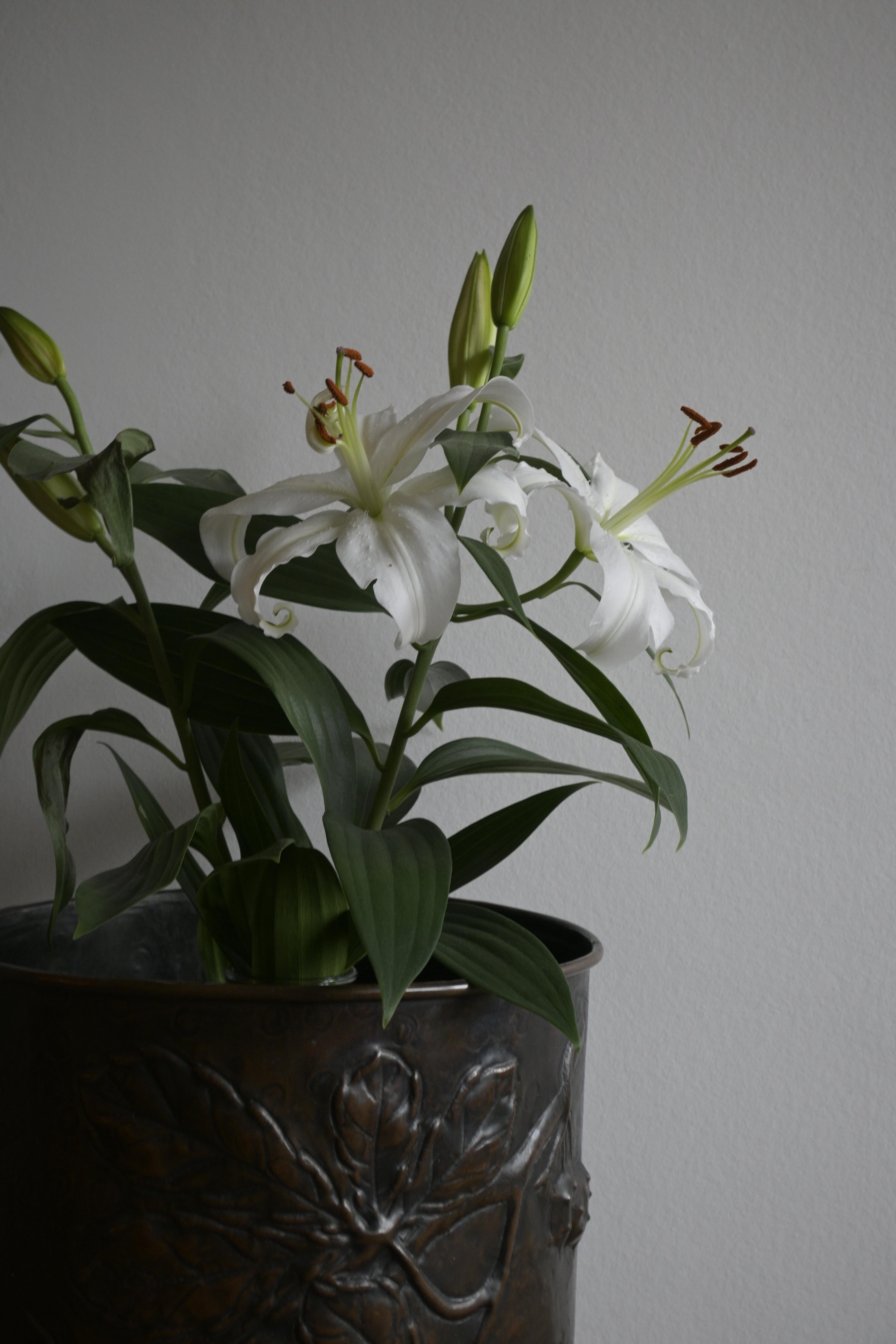 Scandinavo moderno Botte di rame Jugend svedese Swedish Metal Art Ltd, 1905 ca. in vendita