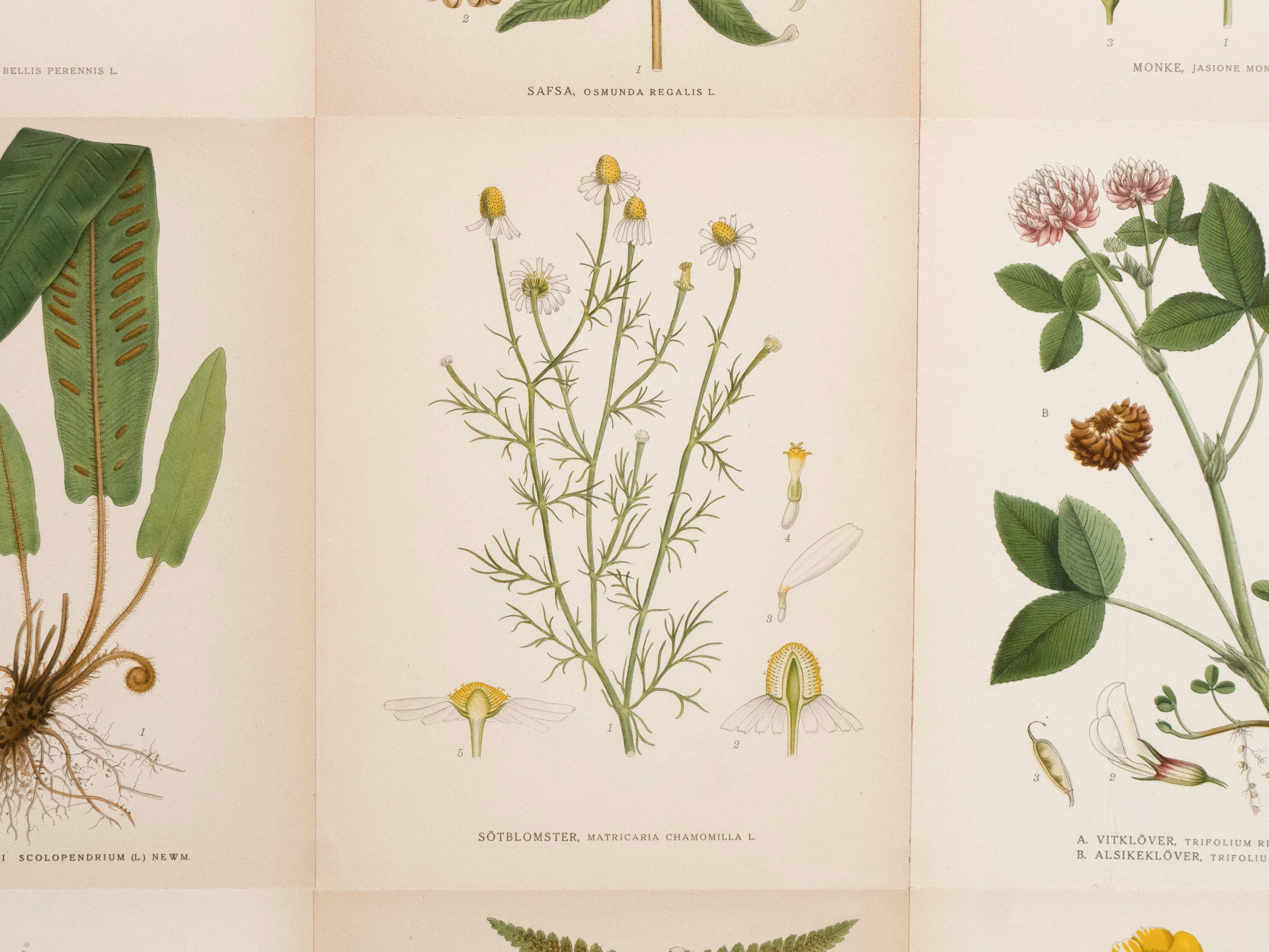 Flora svedese di Norden su mobile alto in mogano, stile Josef Frank anni '50 4