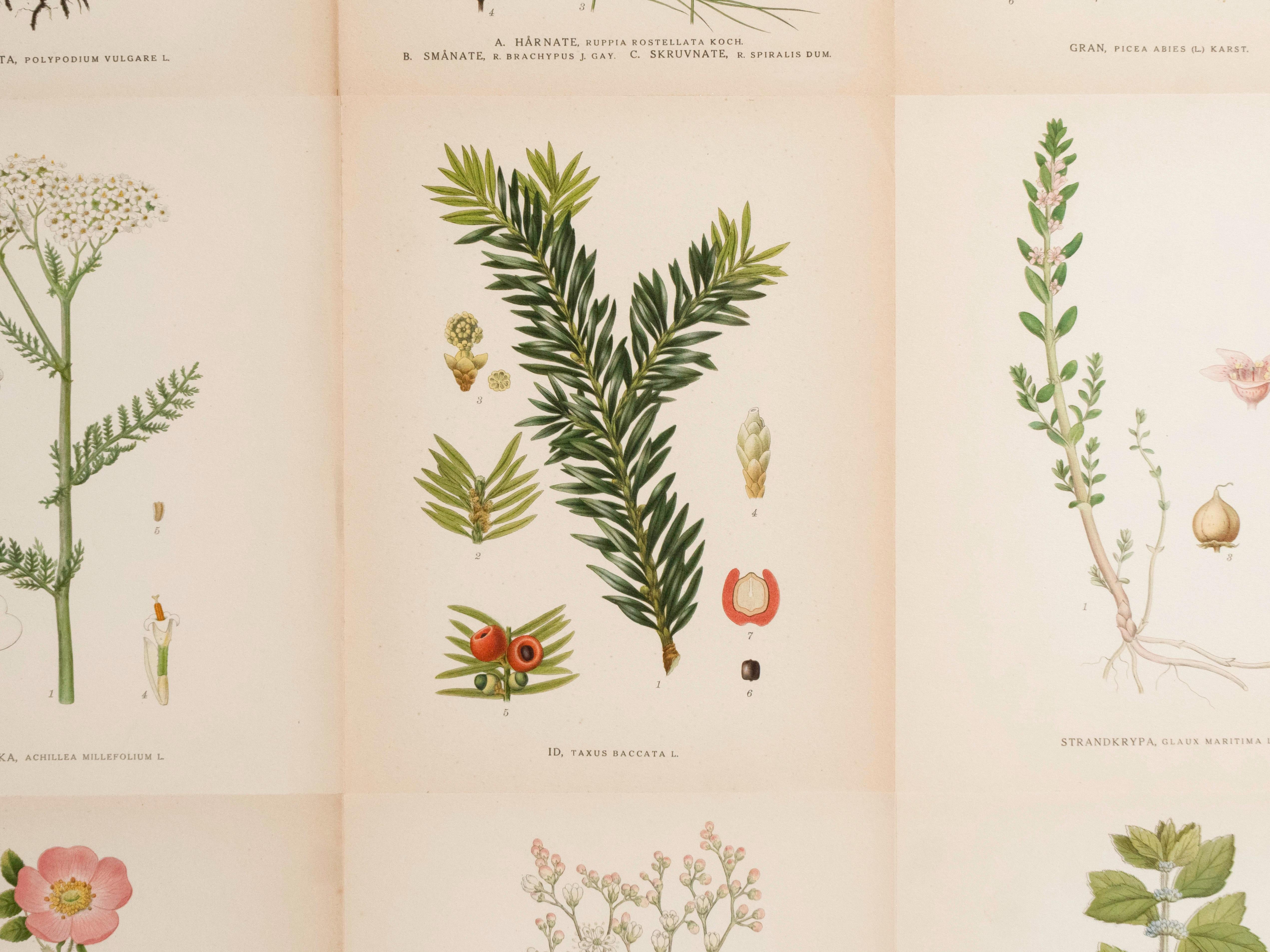 Scandinavo Flora svedese di Norden su mobile alto in mogano, stile Josef Frank anni '50