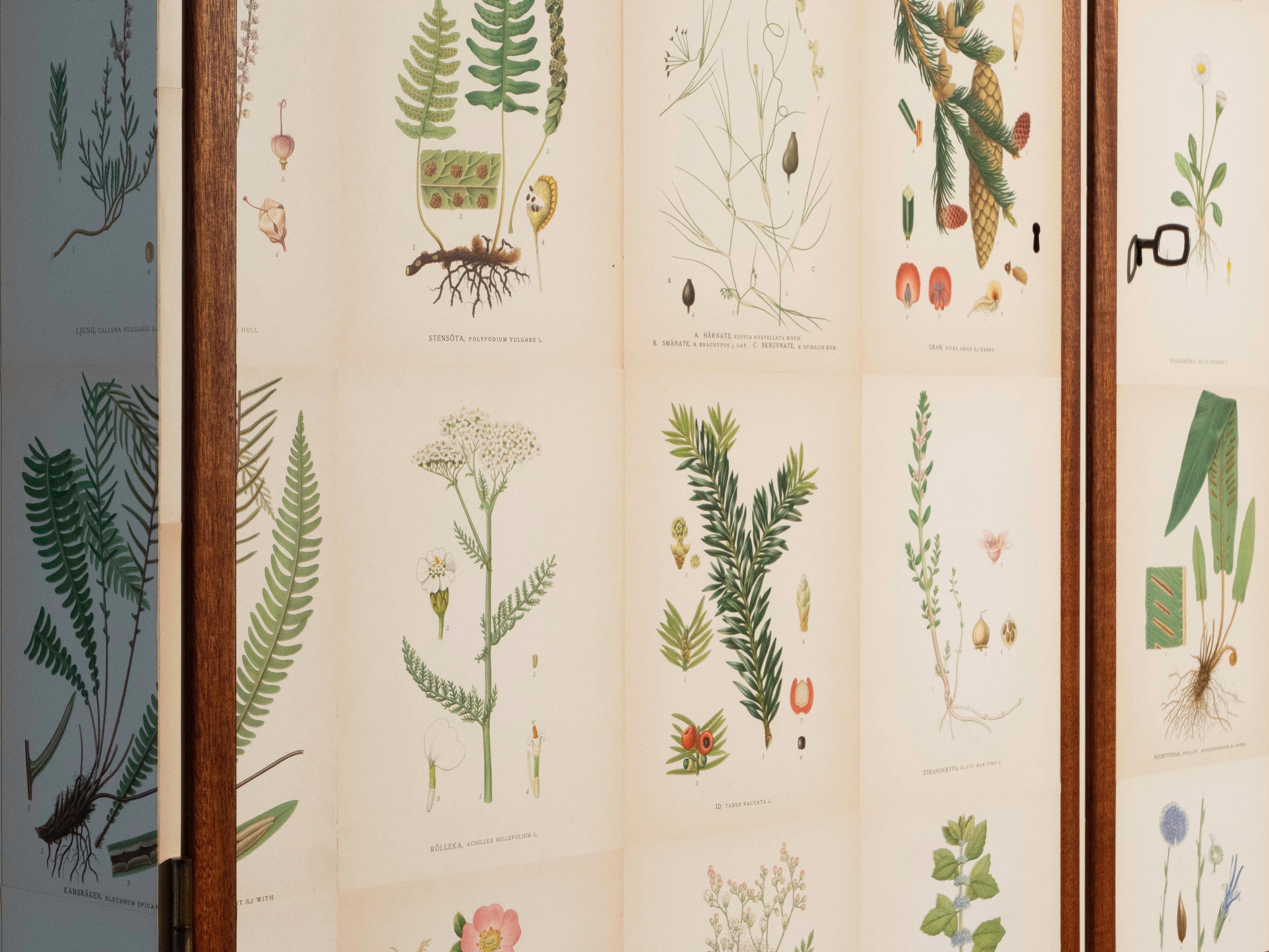 Mogano Flora svedese di Norden su mobile alto in mogano, stile Josef Frank anni '50