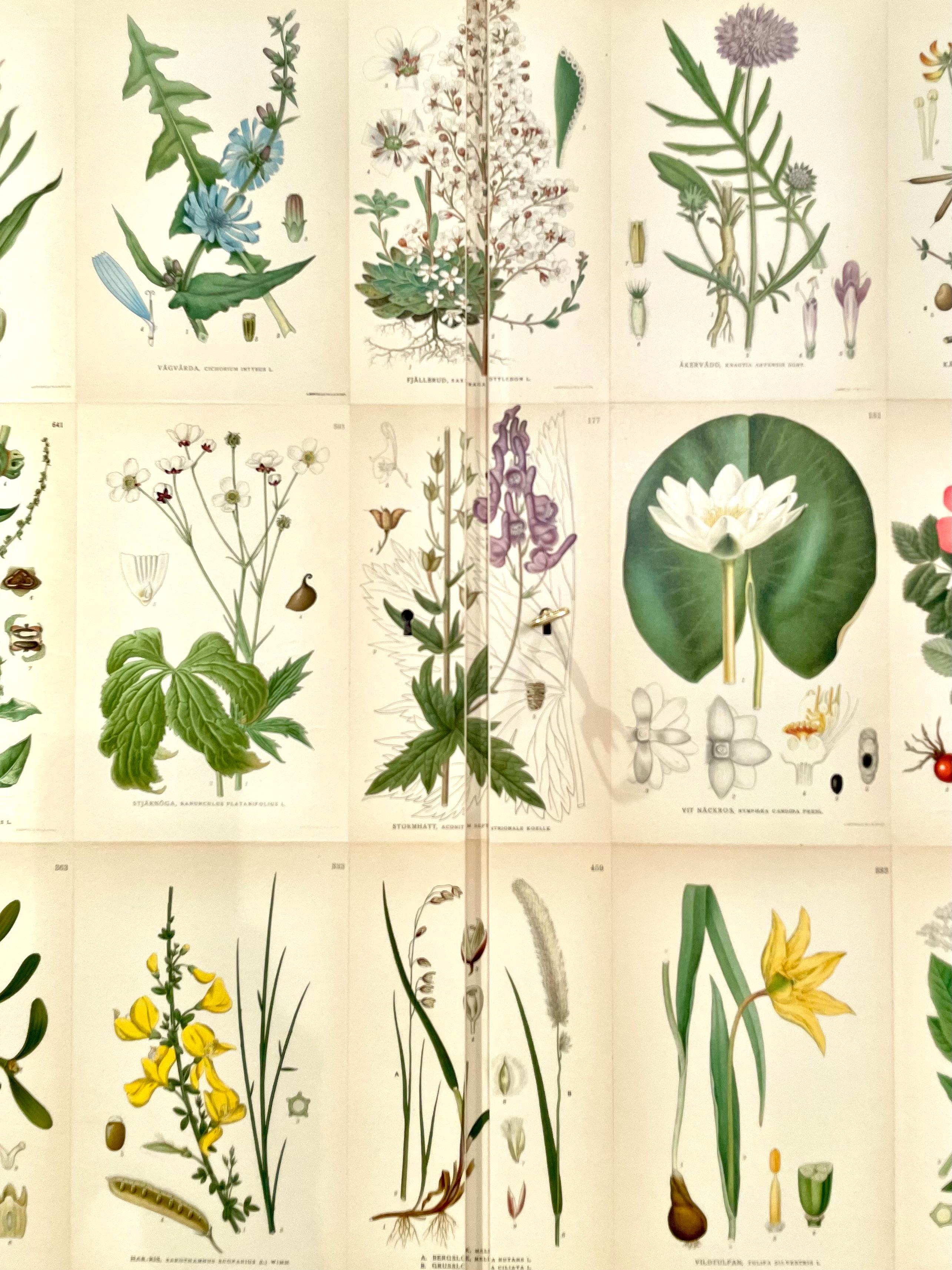 Swedish Modern 1950s Birch Cabinet with Antique Botanical Nordens Flora Decor 5