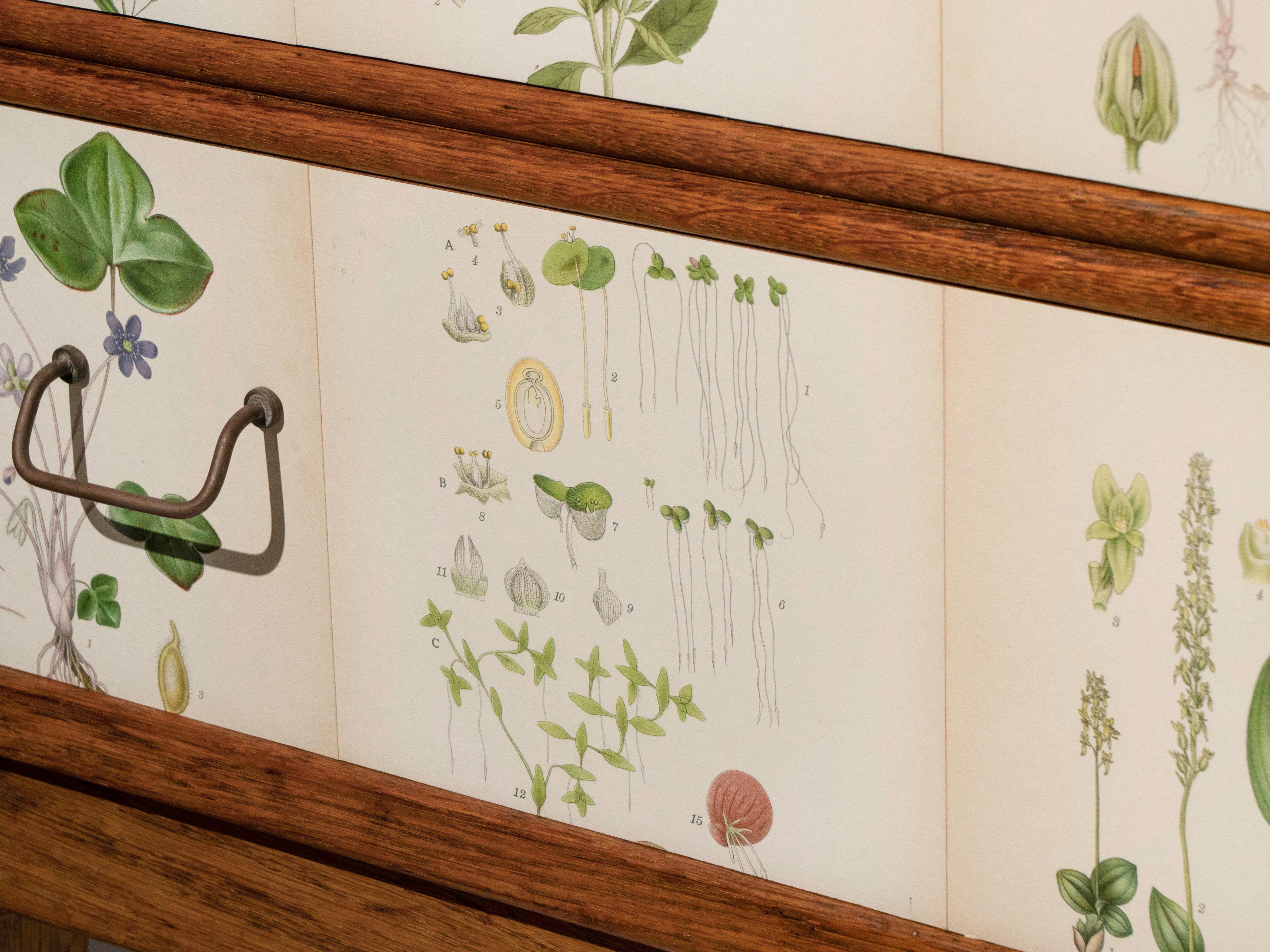Swedish Oak 5 Drawer Dresser with Norden's Flora Illustrations Josef Frank Style For Sale 5