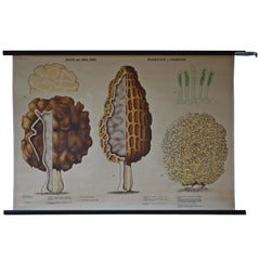 Antique Swedish Schoolroom Poster of Fungus Forms 'Aka Mushrooms'