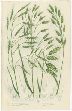 Sweet Cyperus and Brown Cyperus Botanical Prints, Hand-Colored, 1873