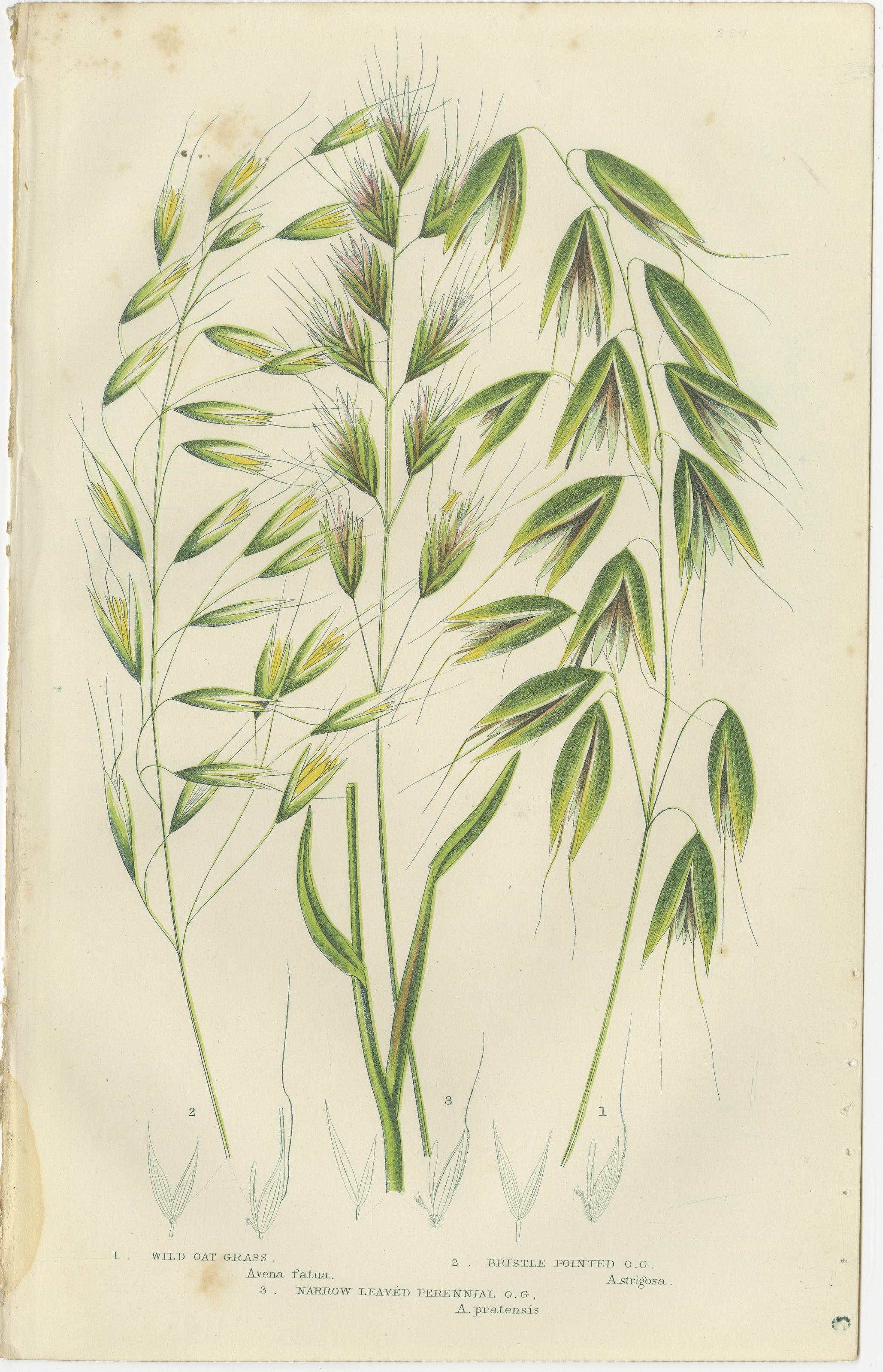 Sweet Cyperus and Brown Cyperus Botanical Prints, Hand-Colored, 1873