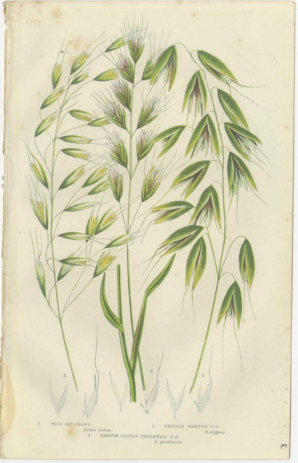 Sweet Cyperus and Brown Cyperus Botanical Prints, Hand-Colored, 1873
