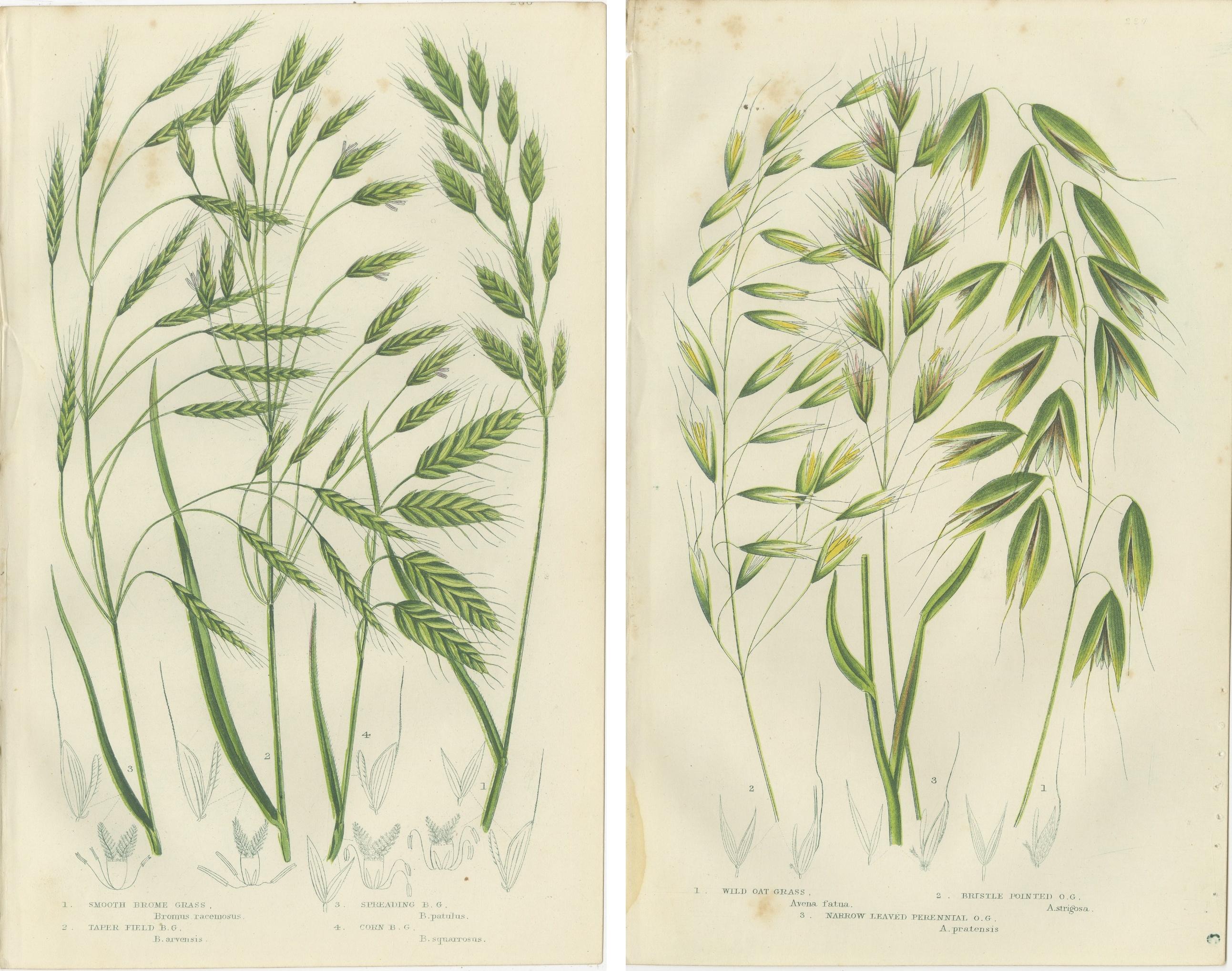 Sweet Cyperus and Brown Cyperus Botanical Prints, Hand-Colored, 1873