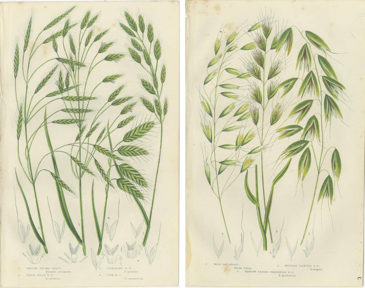 Sweet Cyperus and Brown Cyperus Botanical Prints, Hand-Colored, 1873