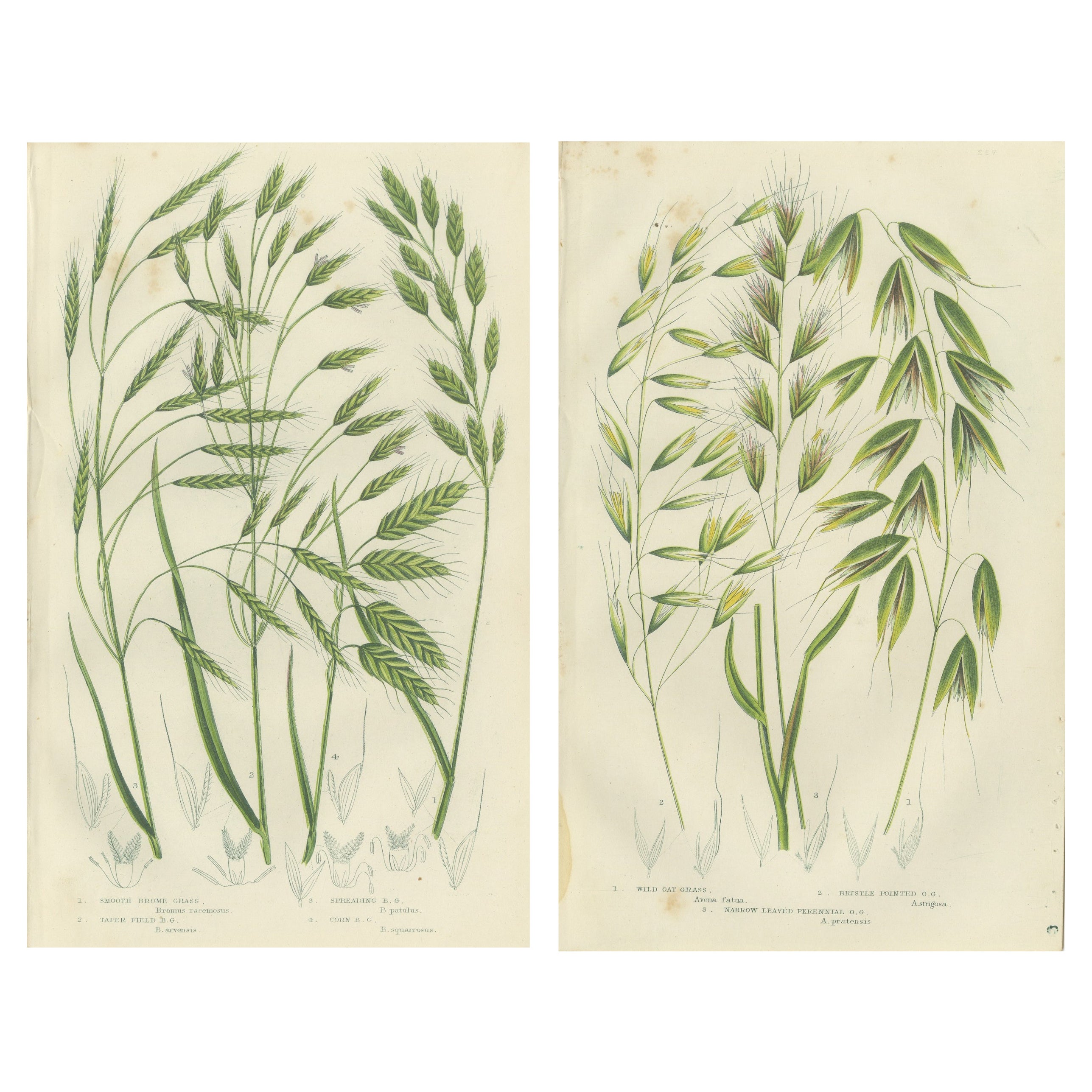 Gravures botaniques sur le cyperus doux et le cyperus brun, coloriées à la main, 1873