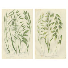 Sweet Cyperus and Brown Cyperus Botanical Prints, Hand-Colored, 1873