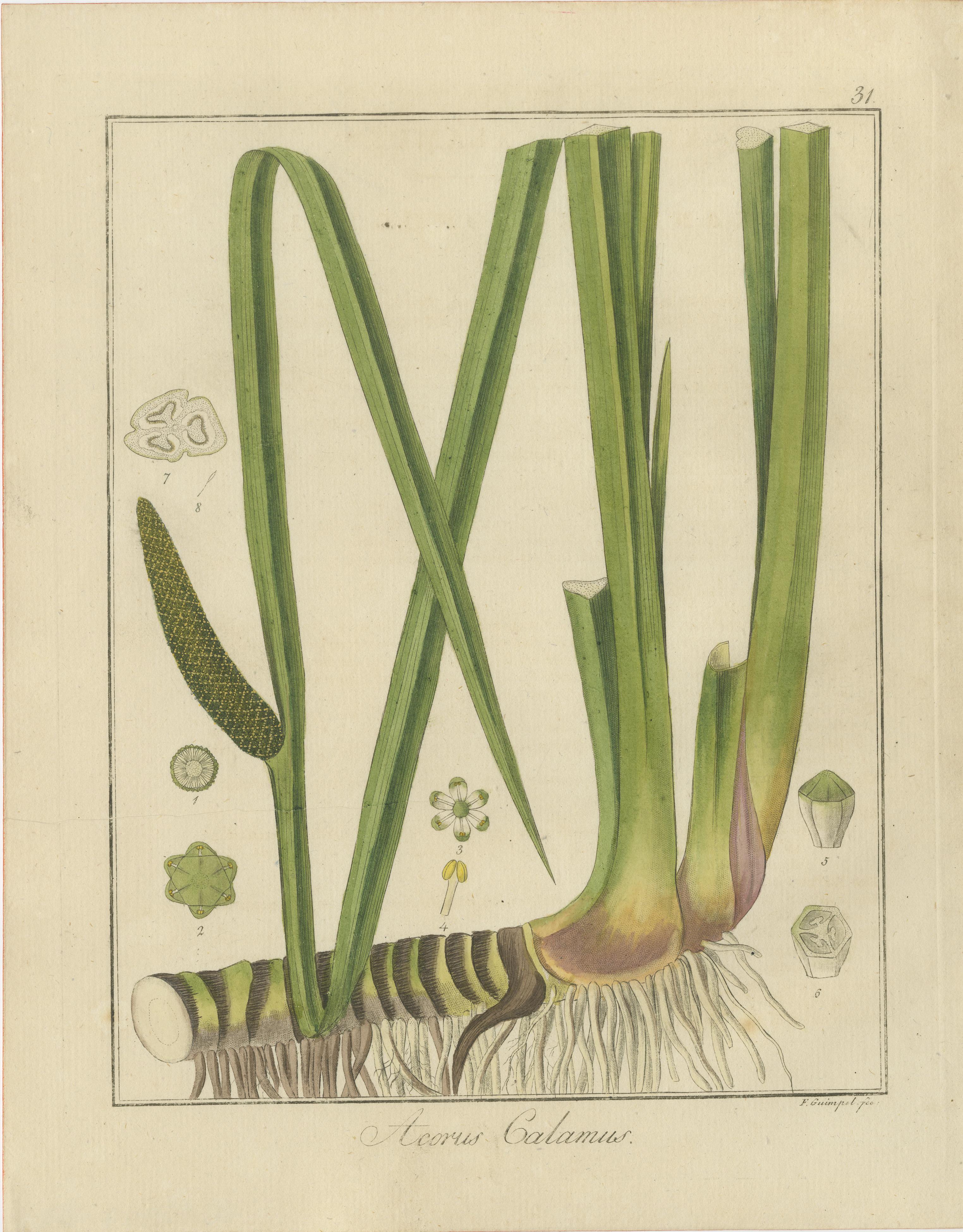 Gravures coloriées à la main qui ont été publiées dans la sixième édition de 1819 de 