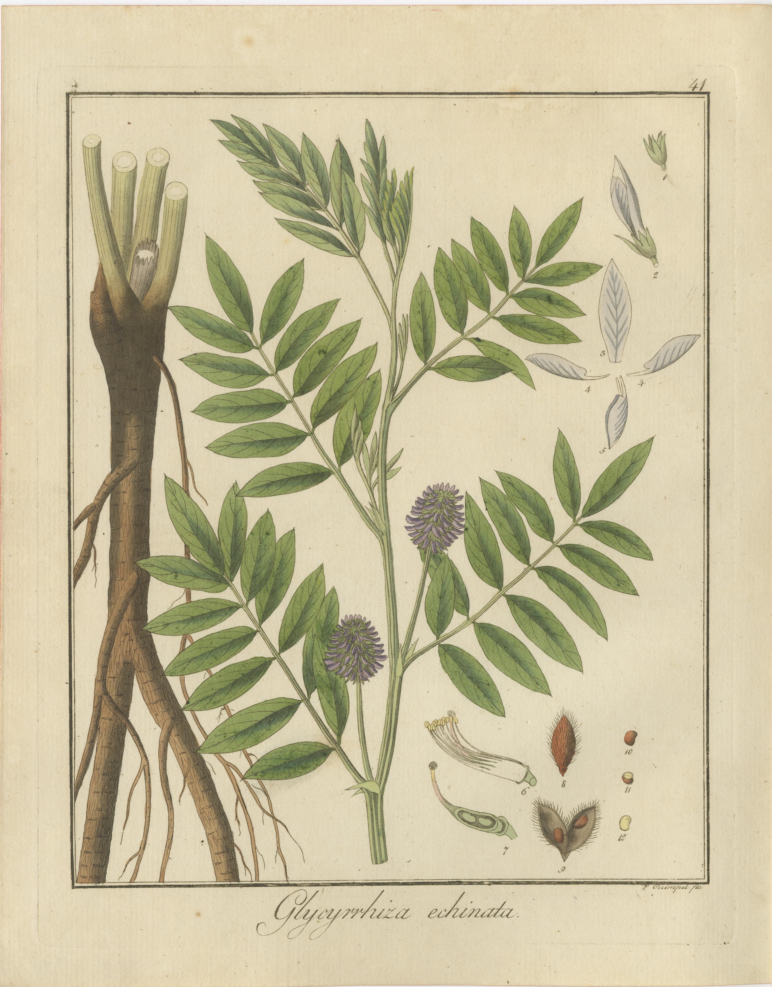 Gravé Drapeau Sweet, Russian Licorice, and Opium Poppy : Illustrations botaniques 1819 en vente