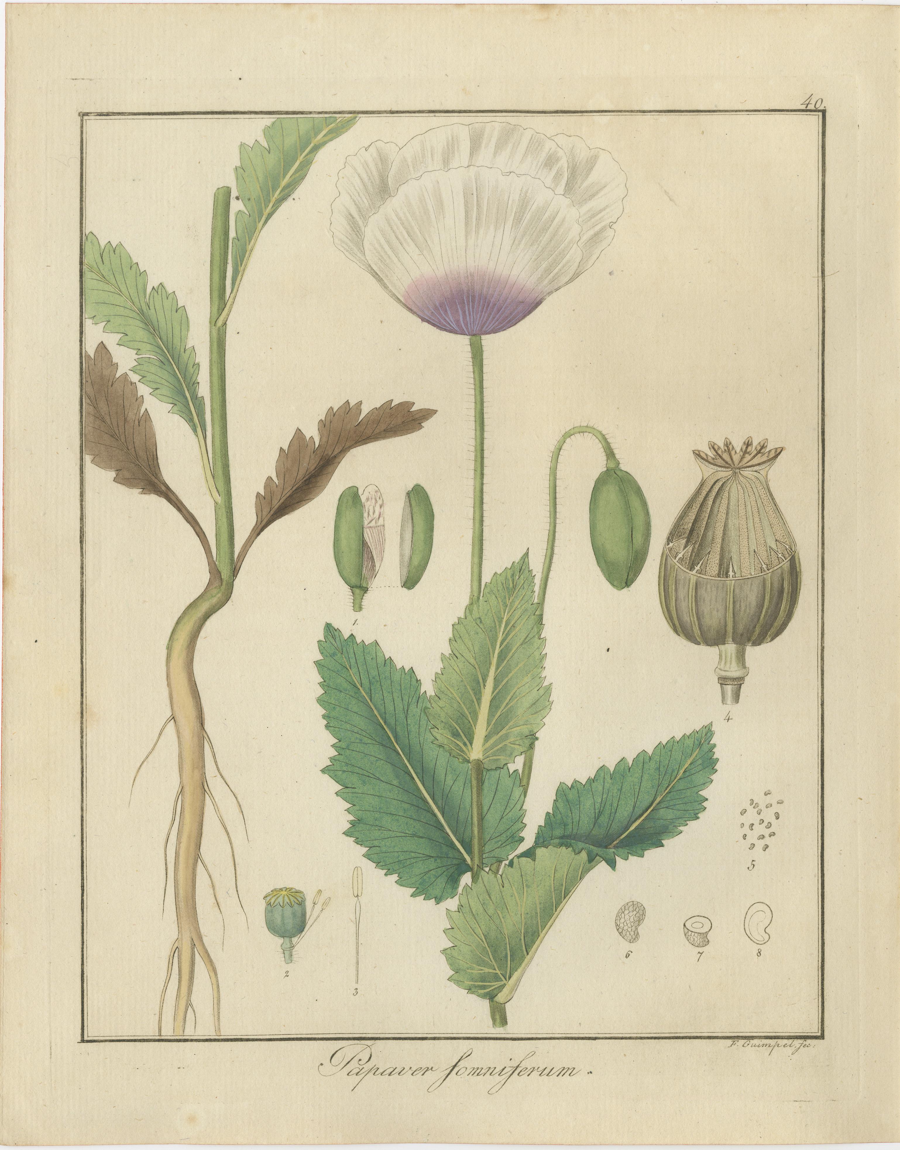 Drapeau Sweet, Russian Licorice, and Opium Poppy : Illustrations botaniques 1819 Excellent état - En vente à Langweer, NL