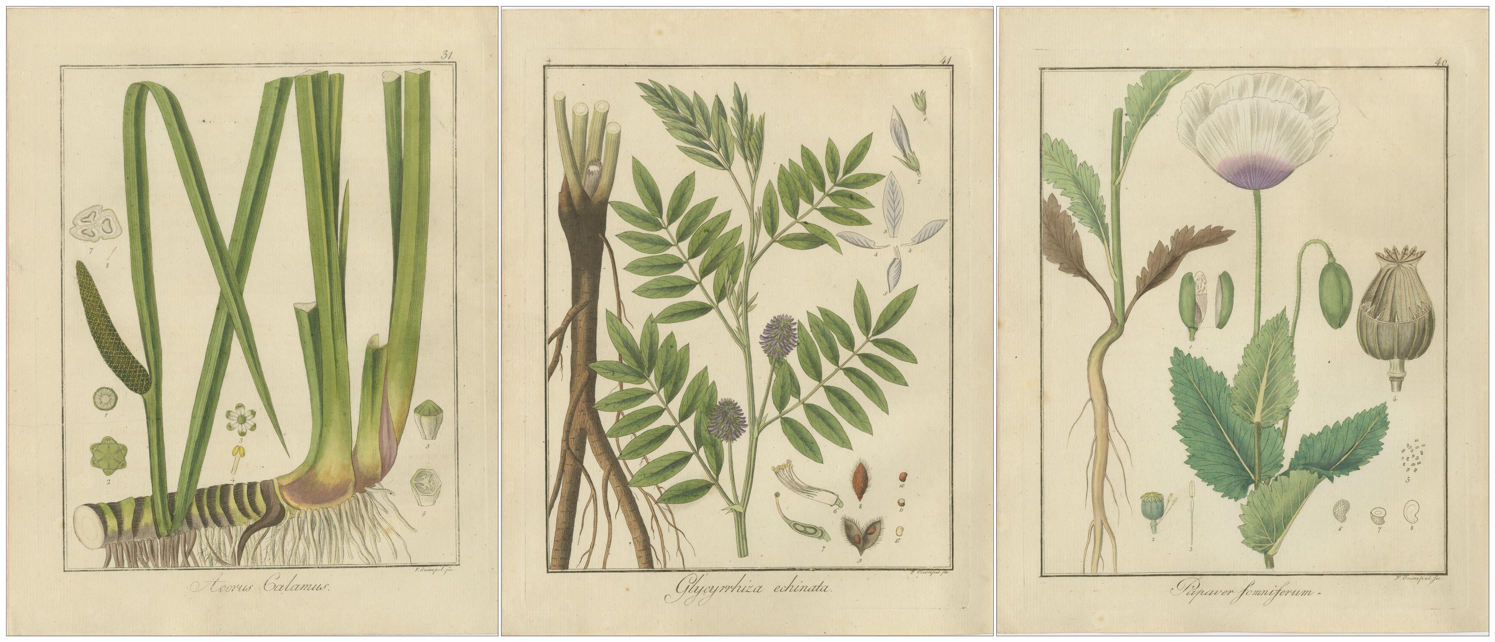 Début du XIXe siècle Drapeau Sweet, Russian Licorice, and Opium Poppy : Illustrations botaniques 1819 en vente