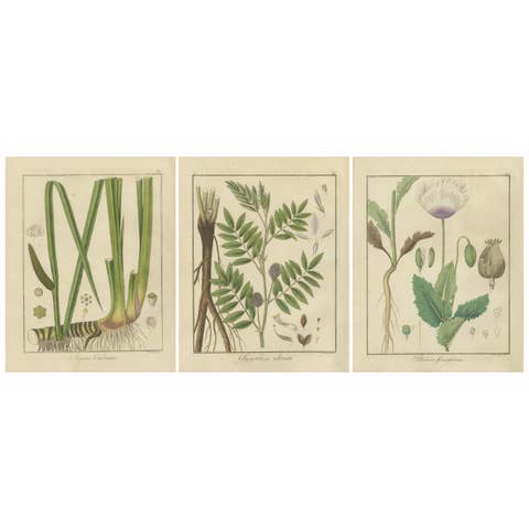 Sweet Flag, Russian Licorice, and Opium Poppy: Botanical Illustrations 1819