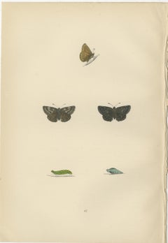 Swift Shadows and Gilded Wings: The Art of Morris's Skippers from Britain, 1890