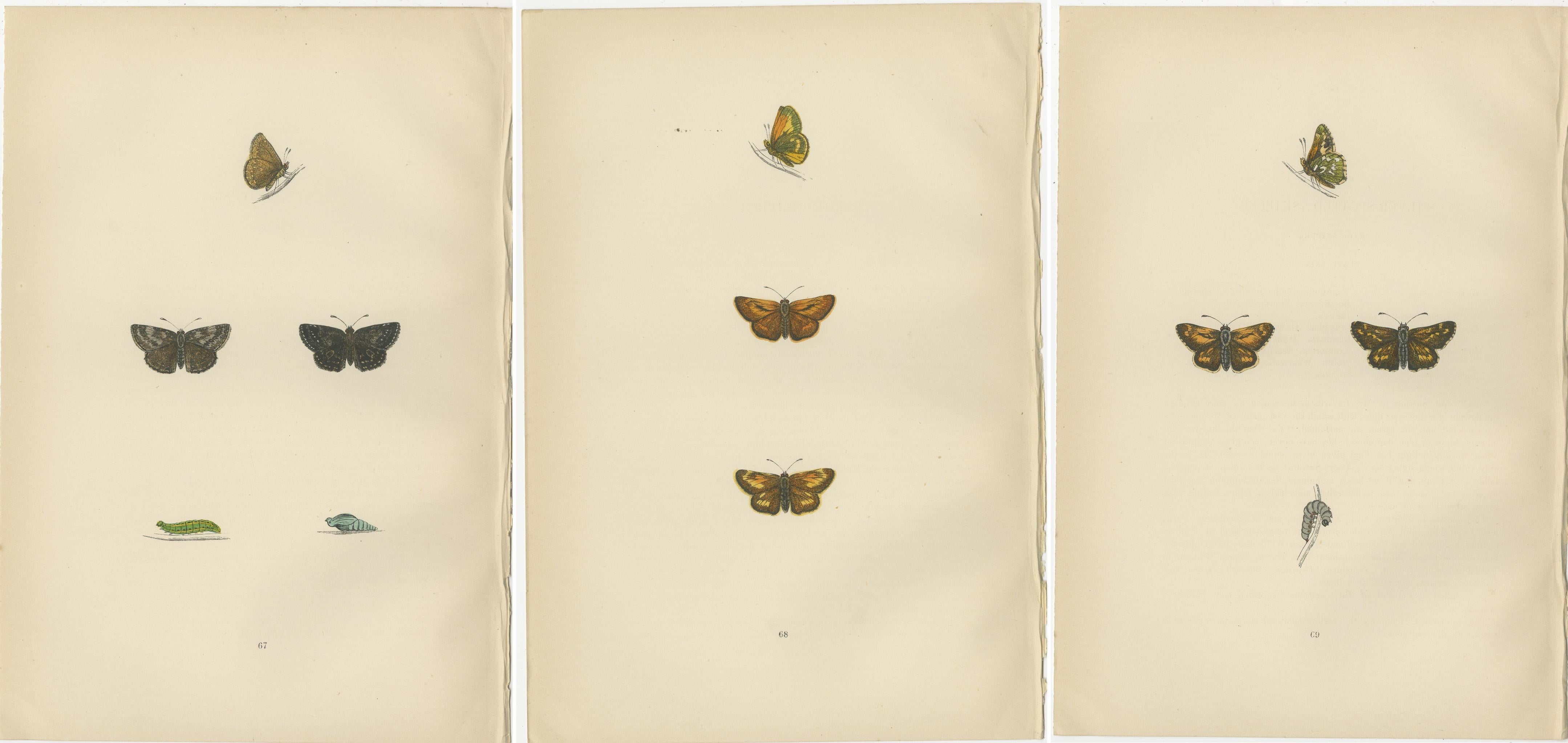Paper Swift Shadows and Gilded Wings: The Art of Morris's Skippers from Britain, 1890 For Sale