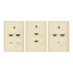 Swift Shadows and Gilded Wings: The Art of Morris's Skippers from Britain, 1890