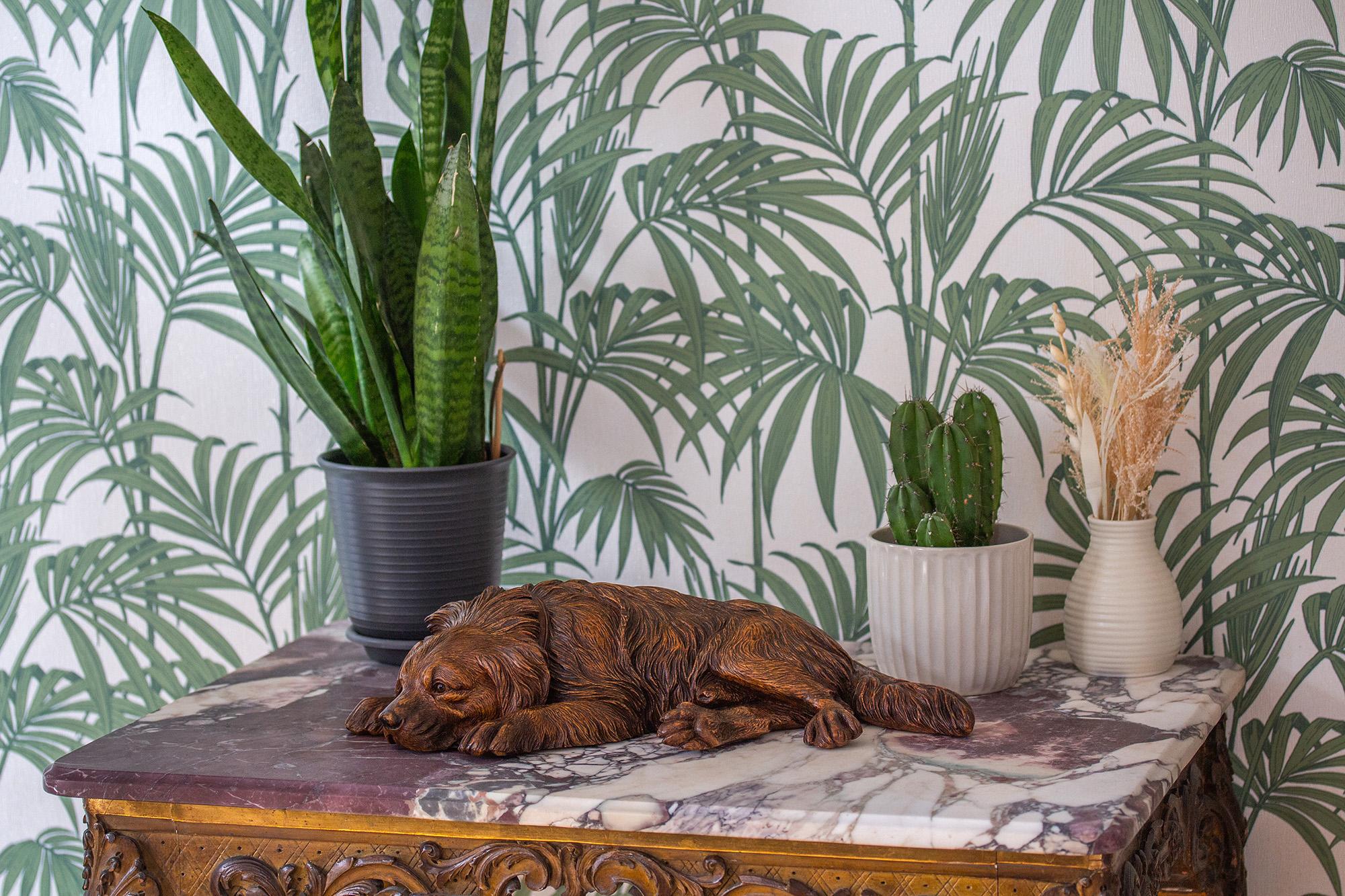 Rare et beau chien de Saint-Bernard suisse sculpté en Forêt-Noire, détendu et couché, la tête reposant sur le sol. La figurine, sculptée dans une seule pièce de bois, présente un aspect naturaliste avec des yeux en verre et un collier modelé comme