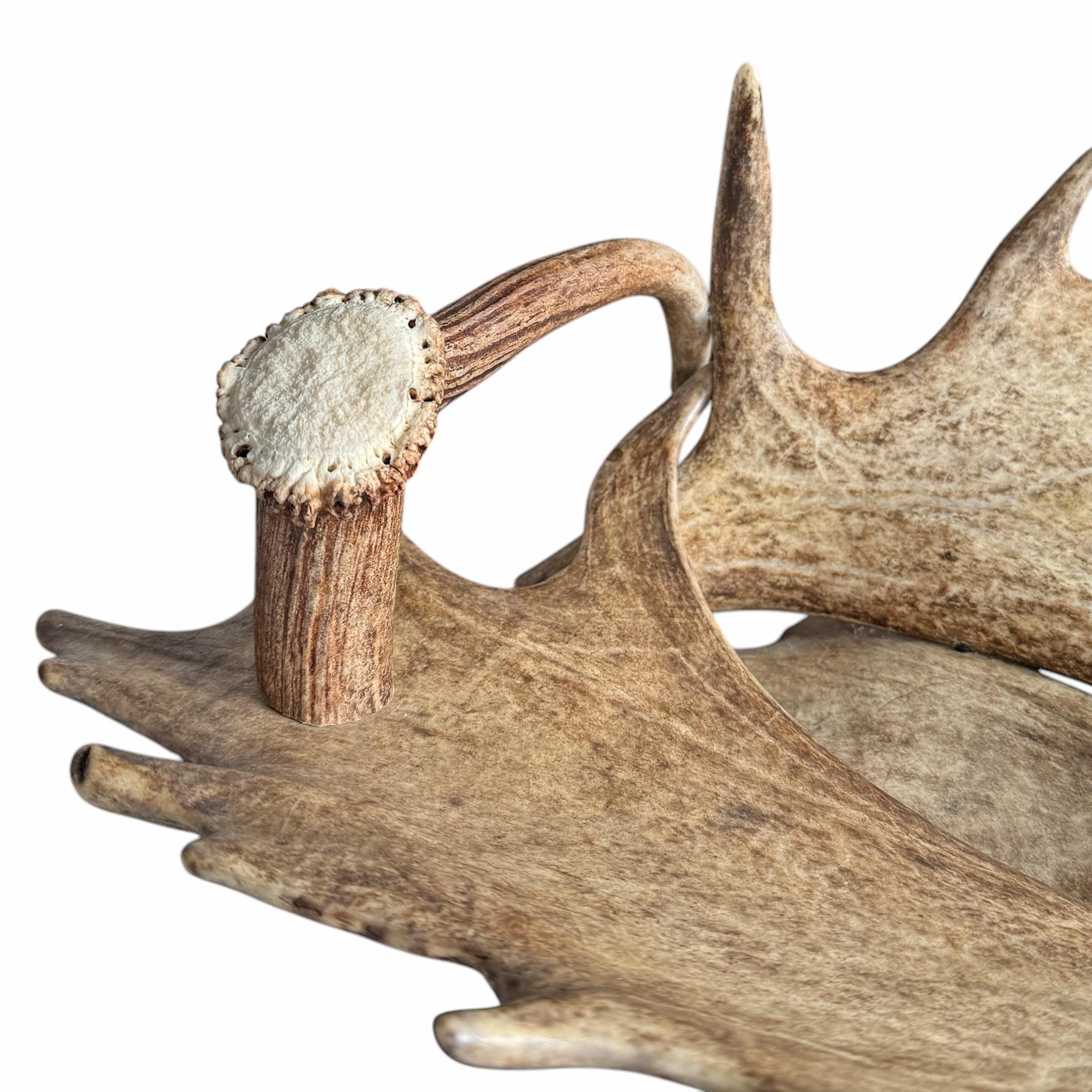 Coupe en bois de daim et de cerf suisse de Black Forest en vente 3