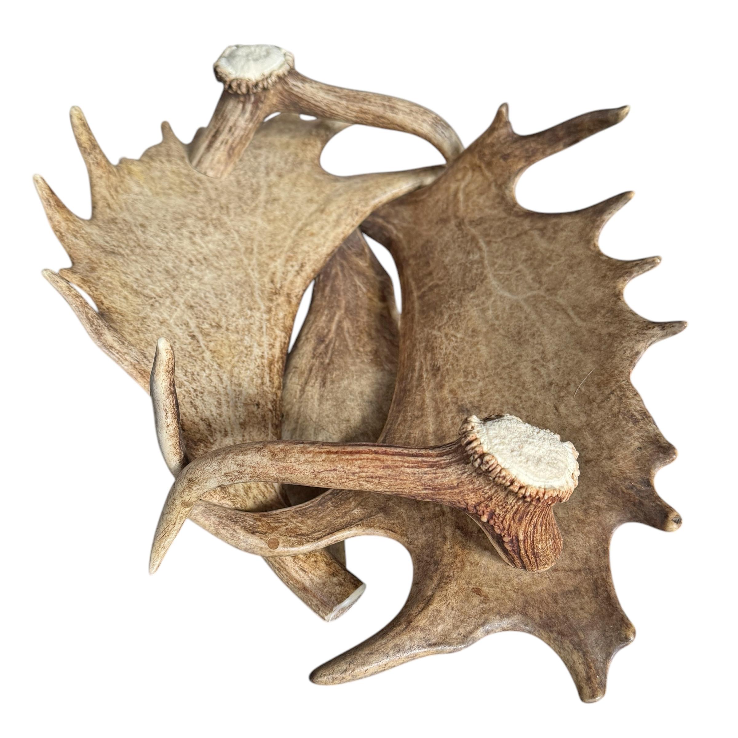 Bois cerf Coupe en bois de daim et de cerf suisse de Black Forest en vente