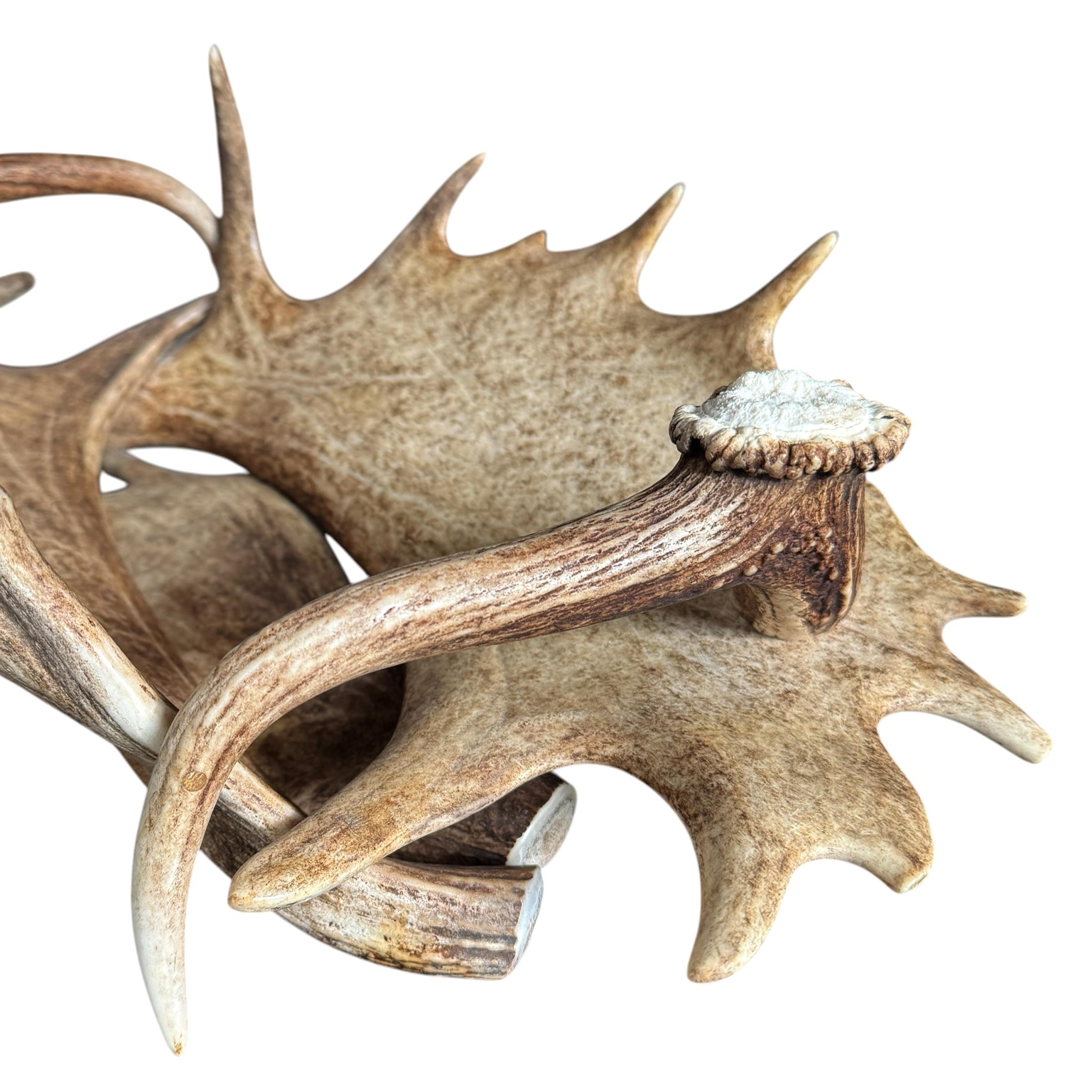 Coupe en bois de daim et de cerf suisse de Black Forest en vente 2