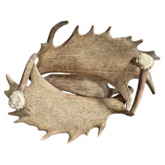 Coupe en bois de daim et de cerf suisse de Black Forest