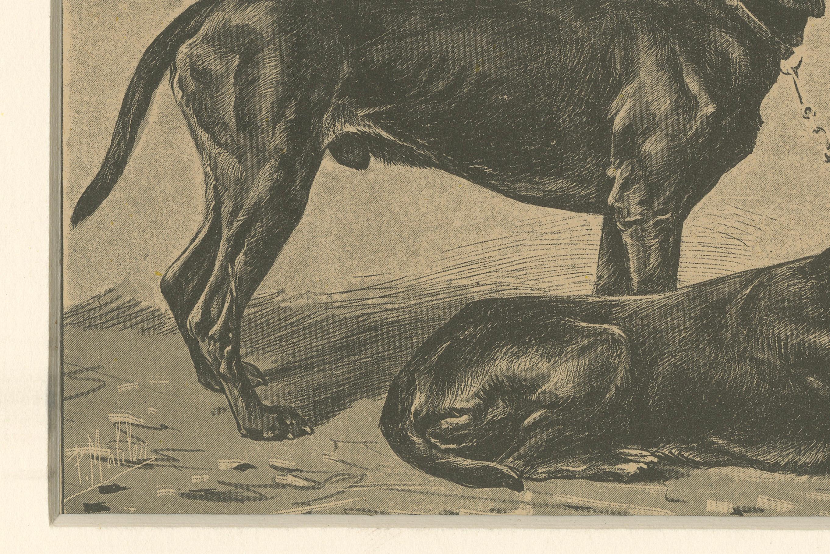 Schweizer Jagdhund Briquets - Antique Dog Print, um 1880, französische Publikation

Dieser schöne Druck aus dem 19. Jahrhundert zeigt zwei Swiss Hound Briquets, eine mittelgroße Spürhundrasse aus der Schweiz, die für ihre Schnelligkeit, Ausdauer und