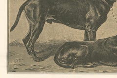 Swiss Hound Briquets – Antique Dog Print, circa 1880, French Publication