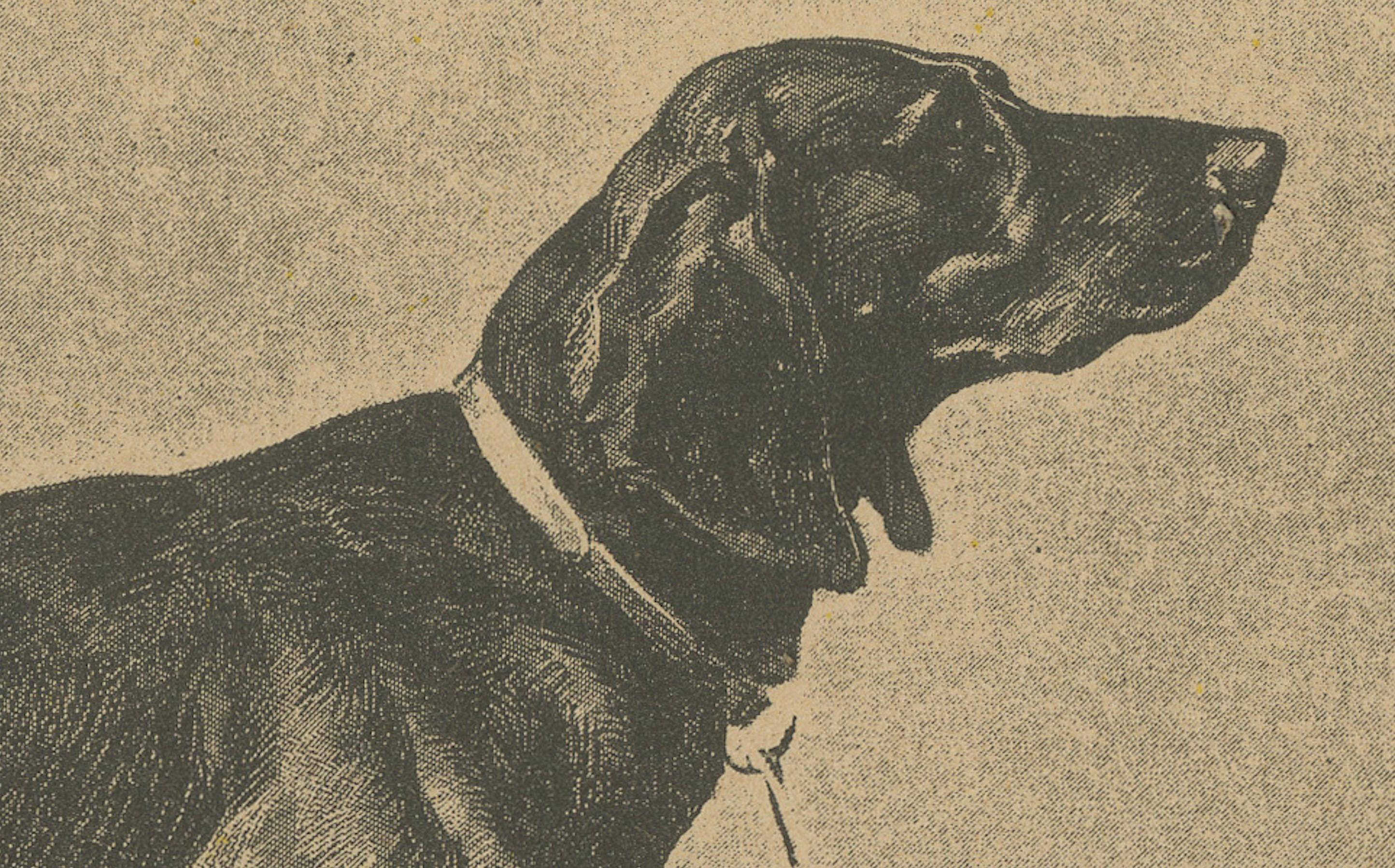 Schweizer Jagdhund Briquets - Antique Dog Print, um 1880, französische Publikation (Graviert) im Angebot