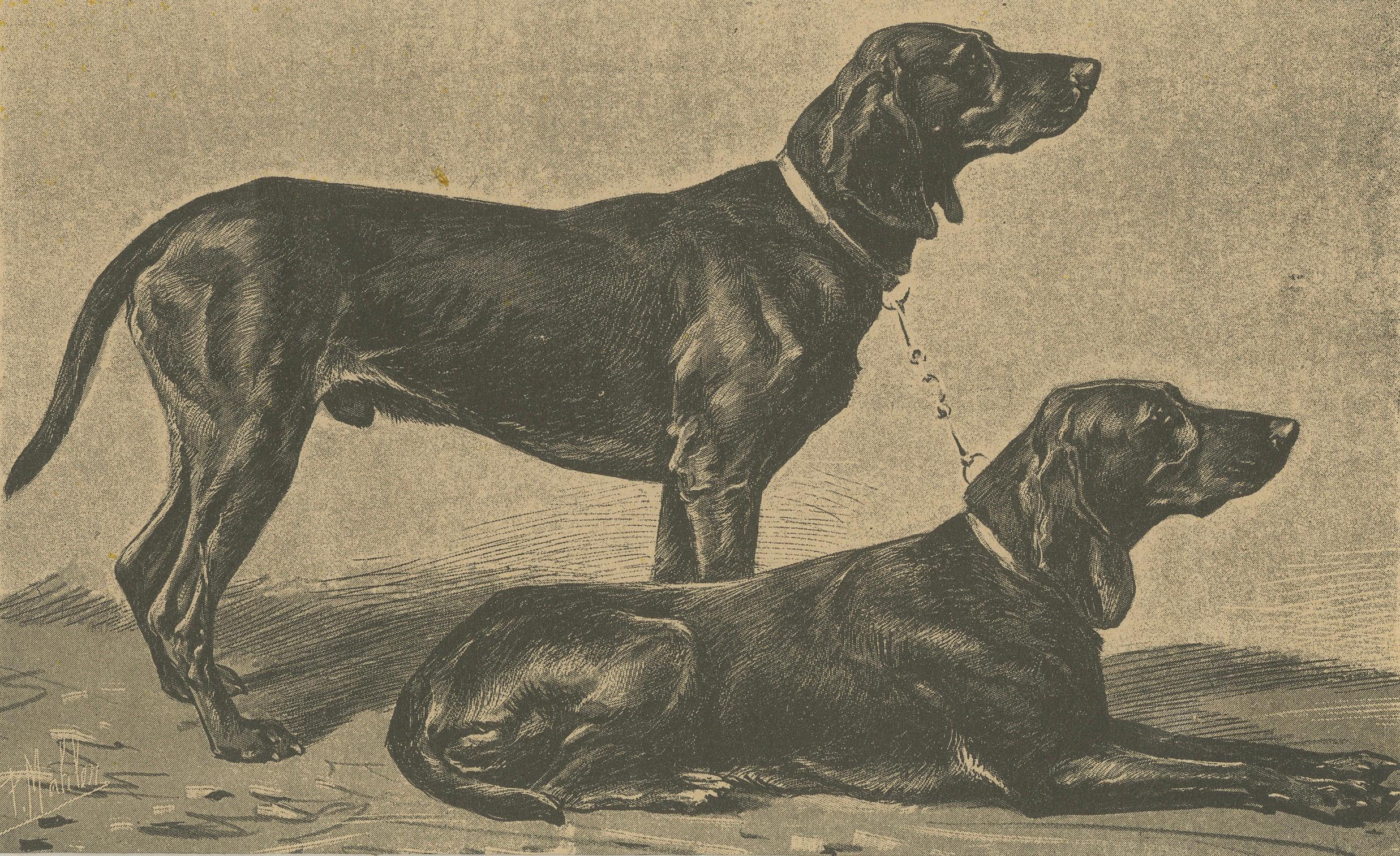 Schweizer Jagdhund Briquets - Antique Dog Print, um 1880, französische Publikation im Zustand „Gut“ im Angebot in Langweer, NL