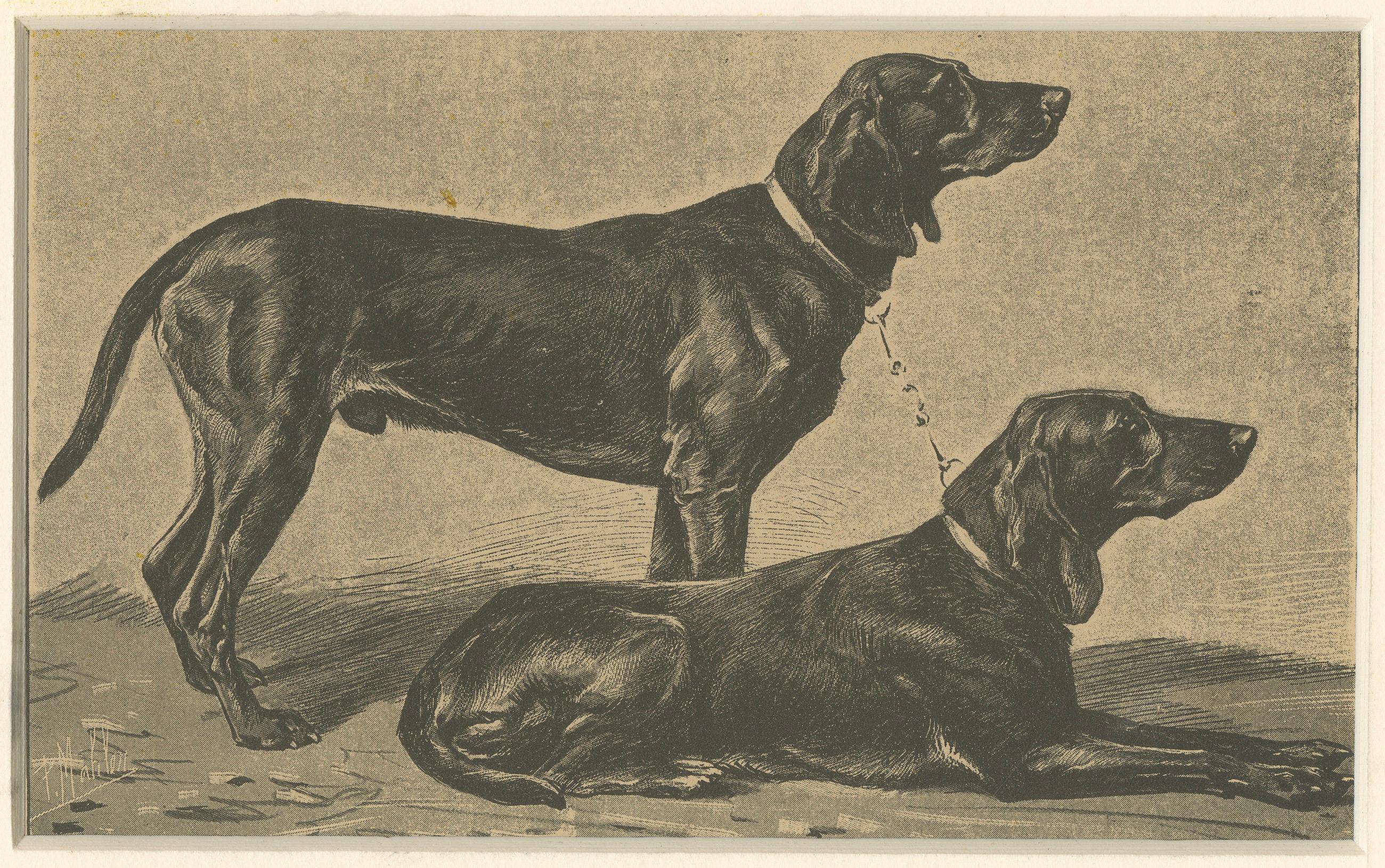 Schweizer Jagdhund Briquets - Antique Dog Print, um 1880, französische Publikation (19. Jahrhundert) im Angebot
