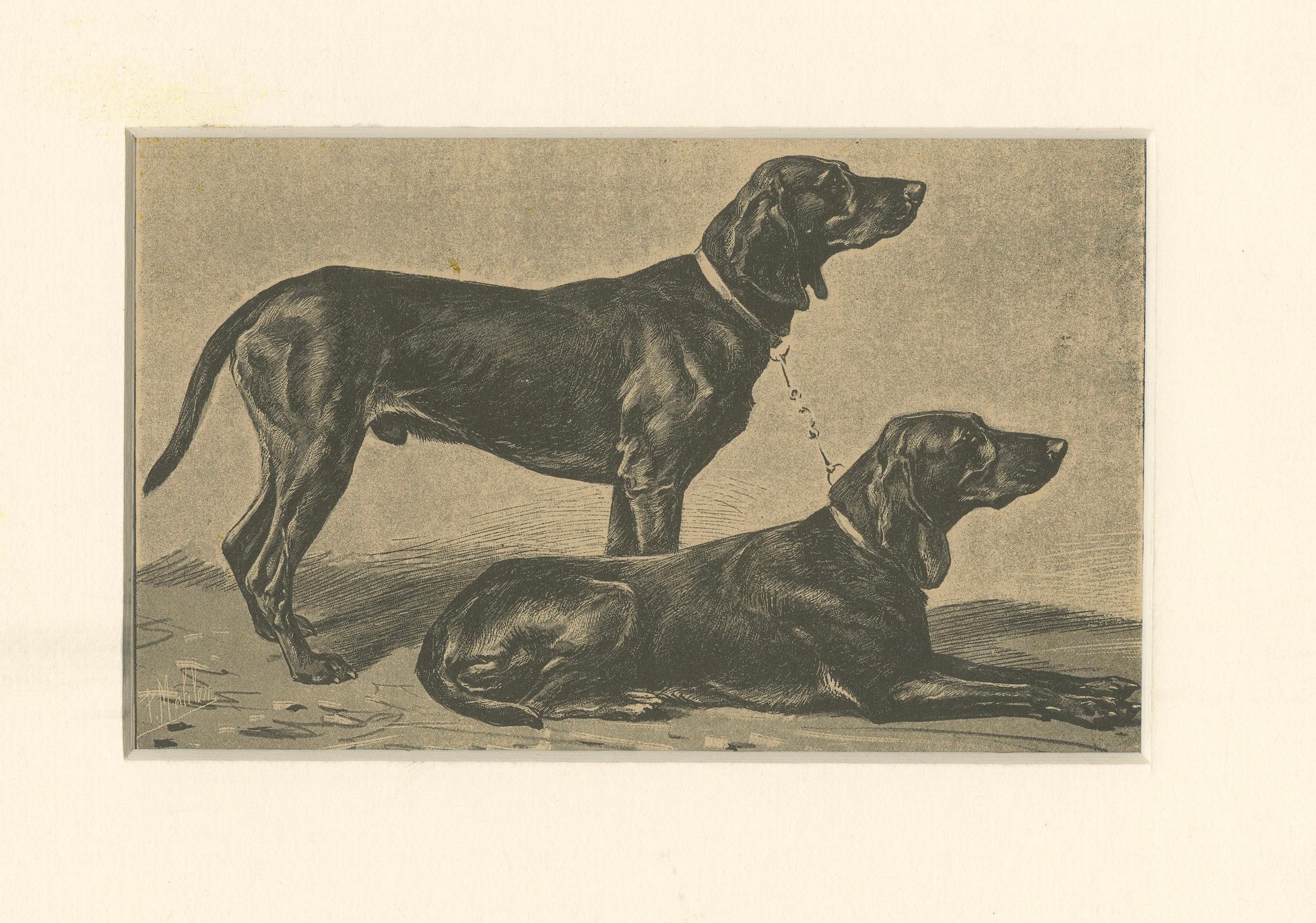 Schweizer Jagdhund Briquets - Antique Dog Print, um 1880, französische Publikation (Papier) im Angebot
