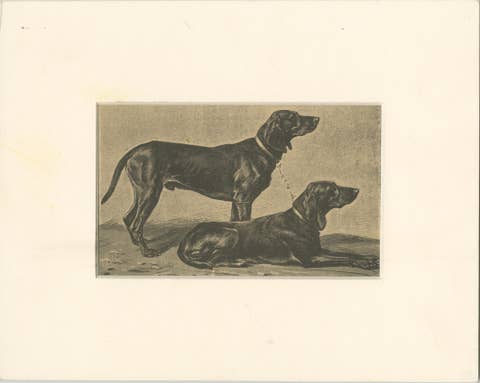 Swiss Hound Briquets – Antique Dog Print, circa 1880, French Publication