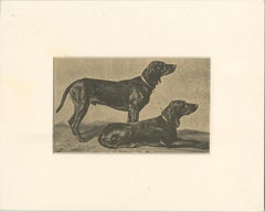 Schweizer Jagdhund Briquets - Antique Dog Print, um 1880, französische Publikation