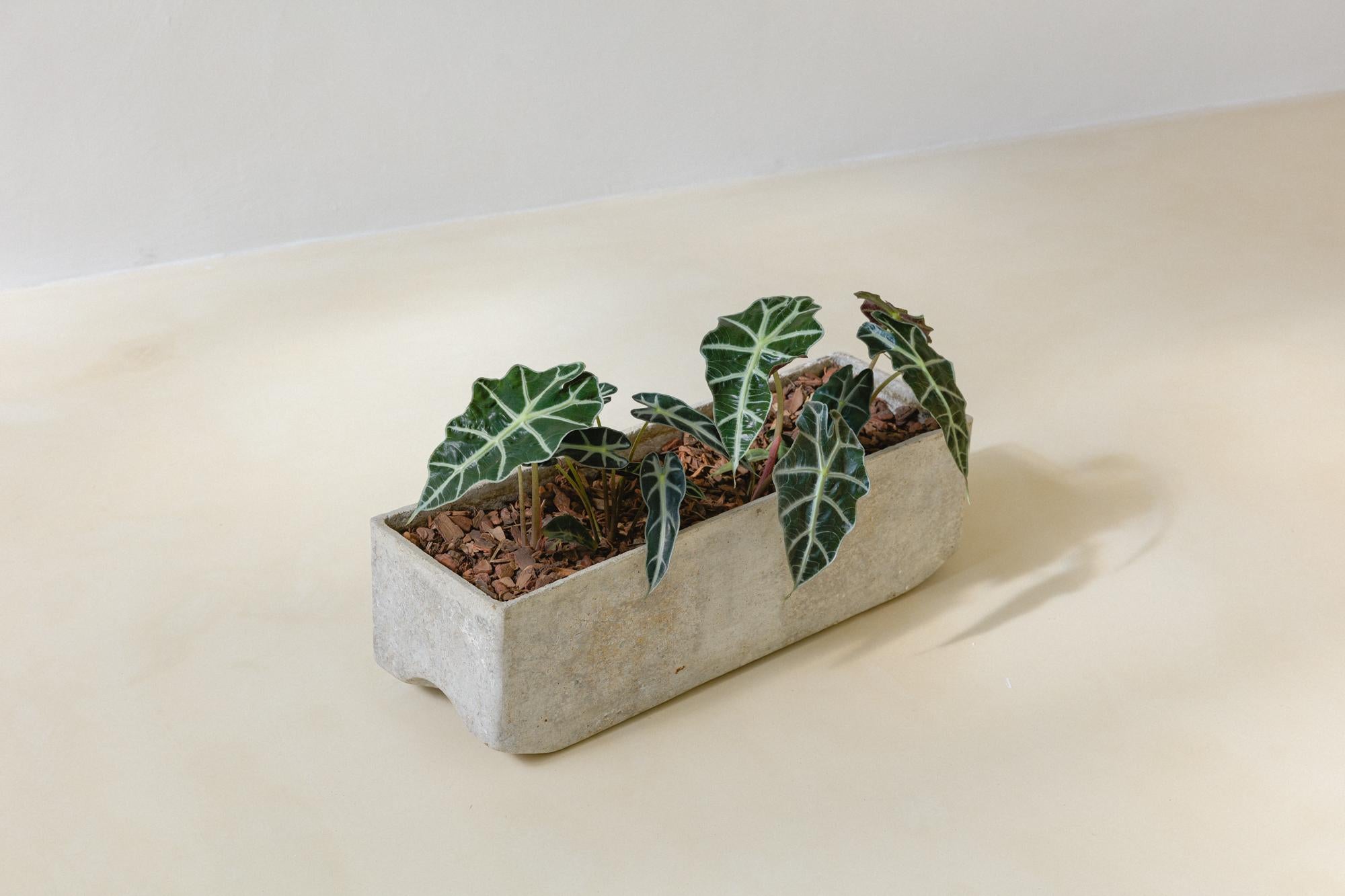 Mid-Century Modern Swiss Planter by Willy Guhl, Produced by Eternit Brazil, 1960s For Sale