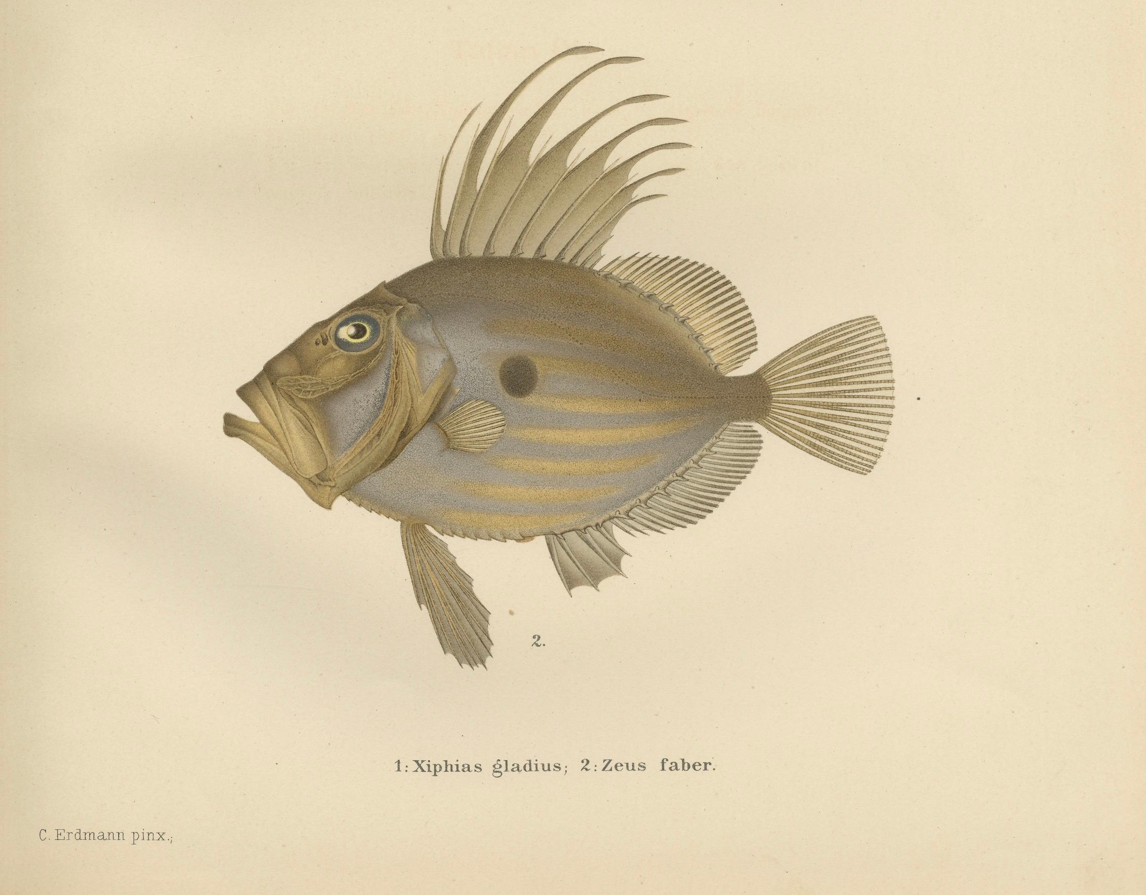 Schwertfisch und Petersfisch - Markante skandinavische Fischlithographie  

Diese fesselnde Lithografie aus dem 19. Jahrhundert von *Skandinaviens Fiskar* zeigt zwei bemerkenswerte skandinavische Fischarten: den Schwertfisch (Xiphias gladius) und