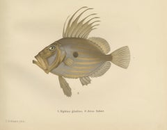 Swordfish and John Dory - Striking Scandinavian Fish Lithograph, 1895