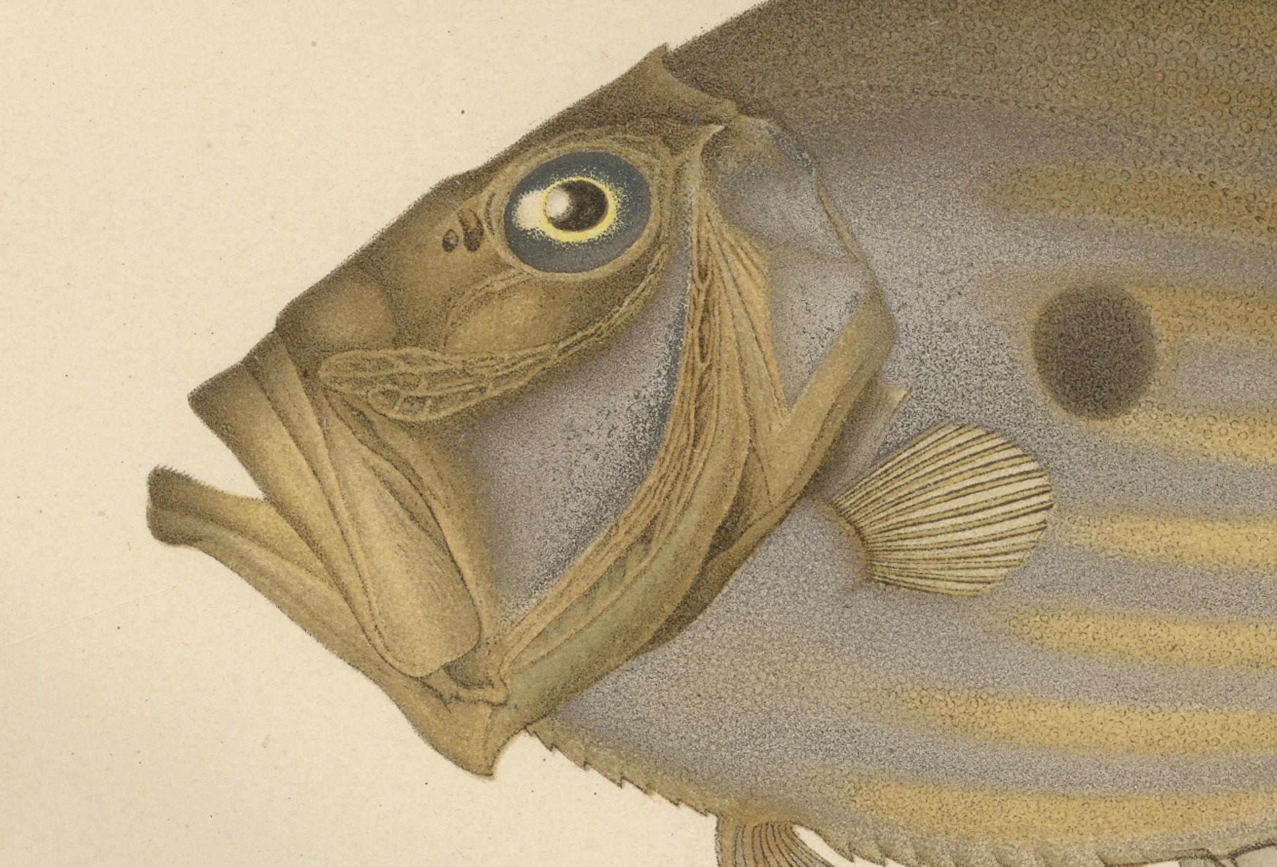 Schwertfisch und John Dory – auffällige skandinavische Fischlithographie, 1895 im Zustand „Gut“ im Angebot in Langweer, NL