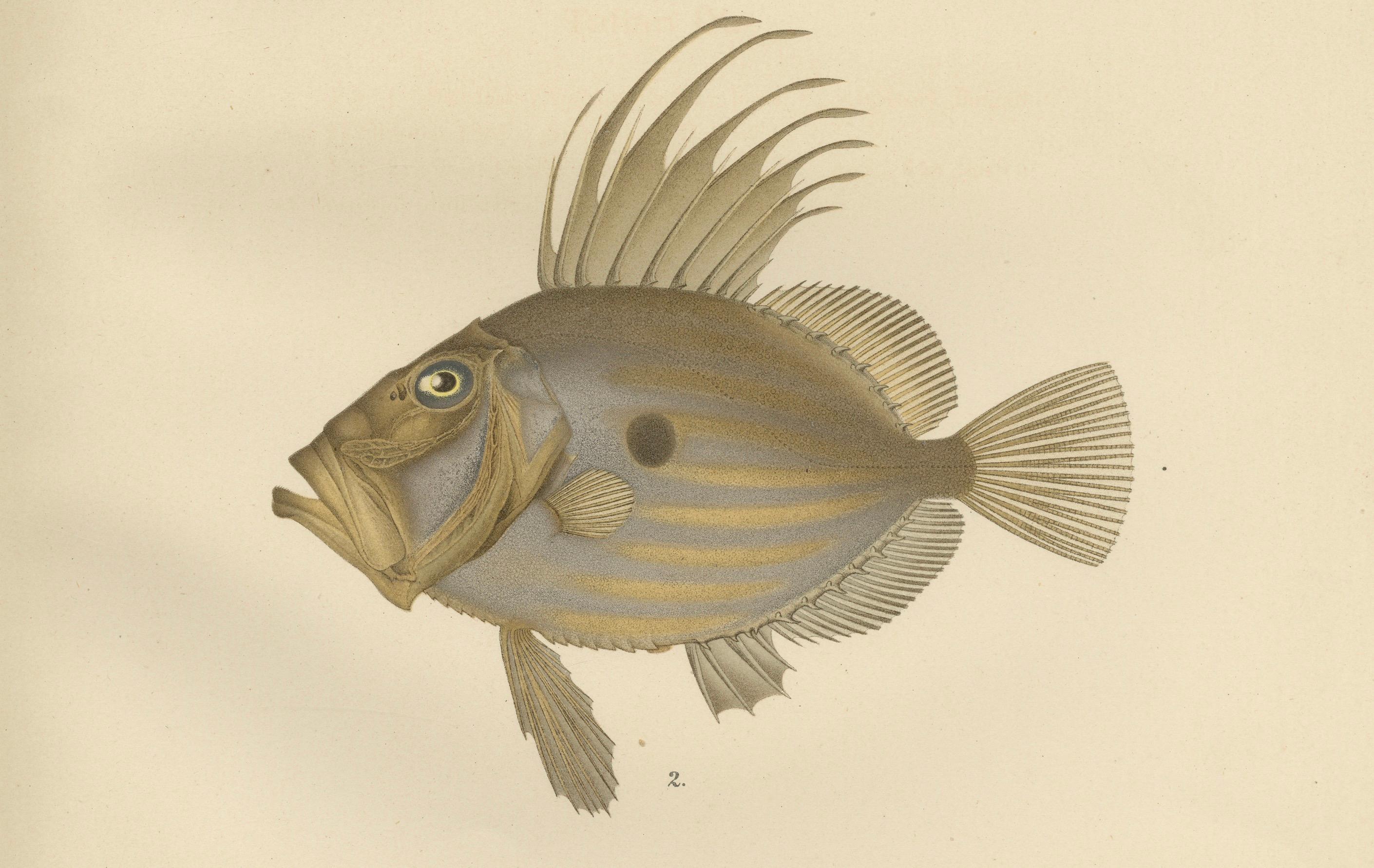 Schwertfisch und John Dory – auffällige skandinavische Fischlithographie, 1895 (Spätes 19. Jahrhundert) im Angebot