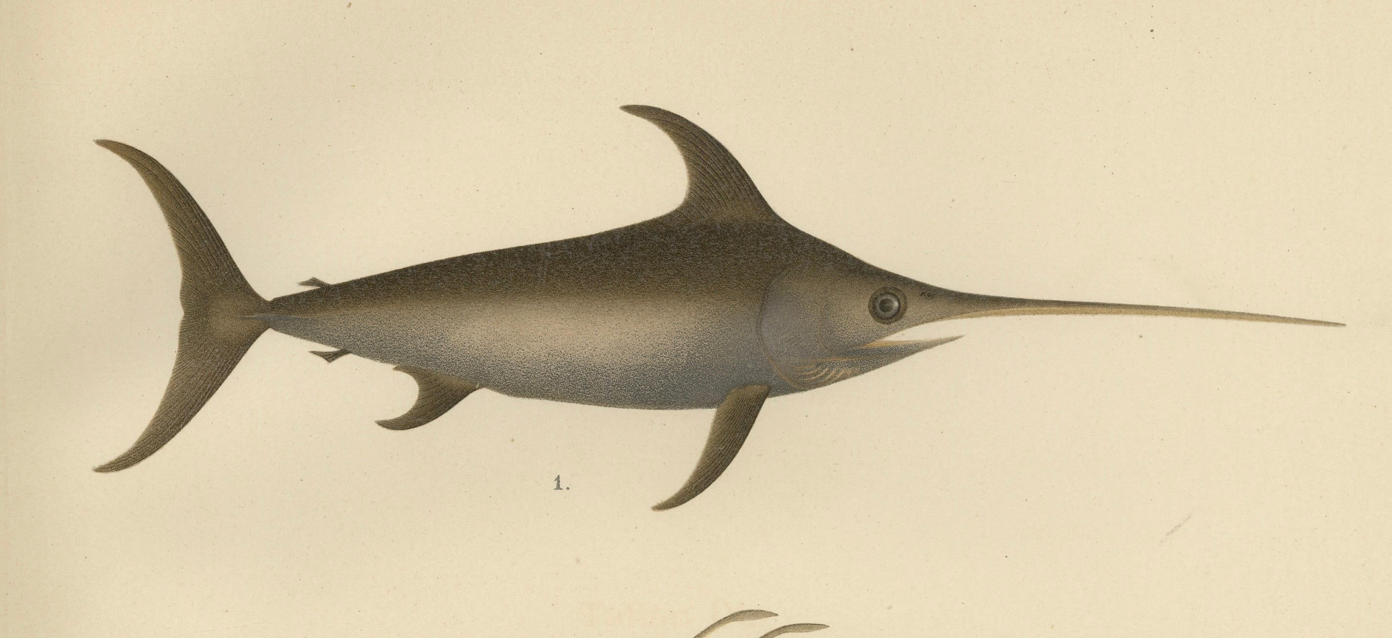Schwertfisch und John Dory – auffällige skandinavische Fischlithographie, 1895 (Papier) im Angebot