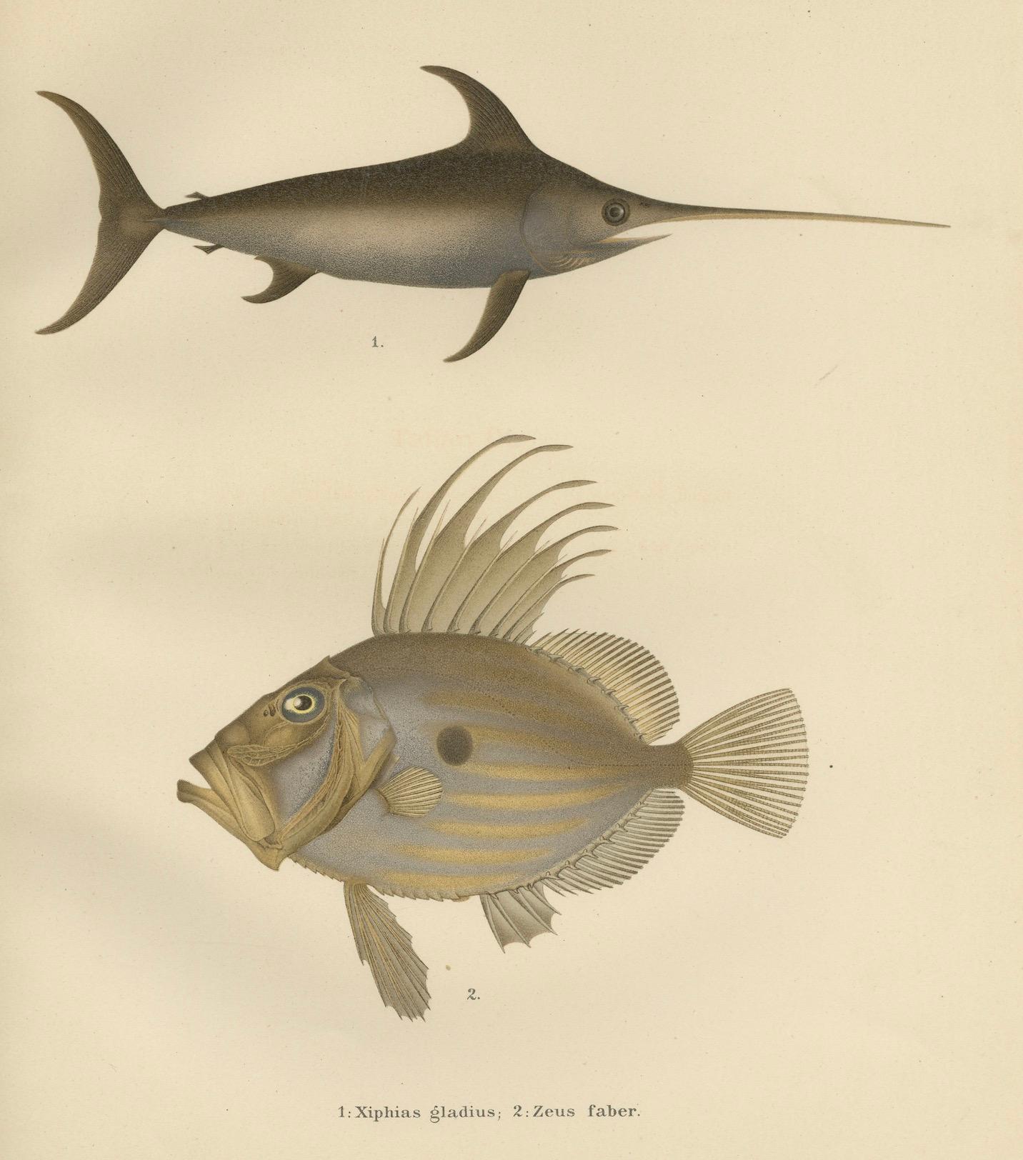 Schwertfisch und John Dory – auffällige skandinavische Fischlithographie, 1895 im Angebot 1