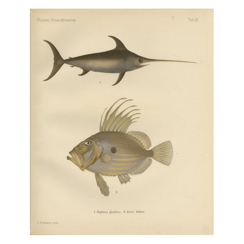 Swordfish and John Dory - Striking Scandinavian Fish Lithograph, 1895