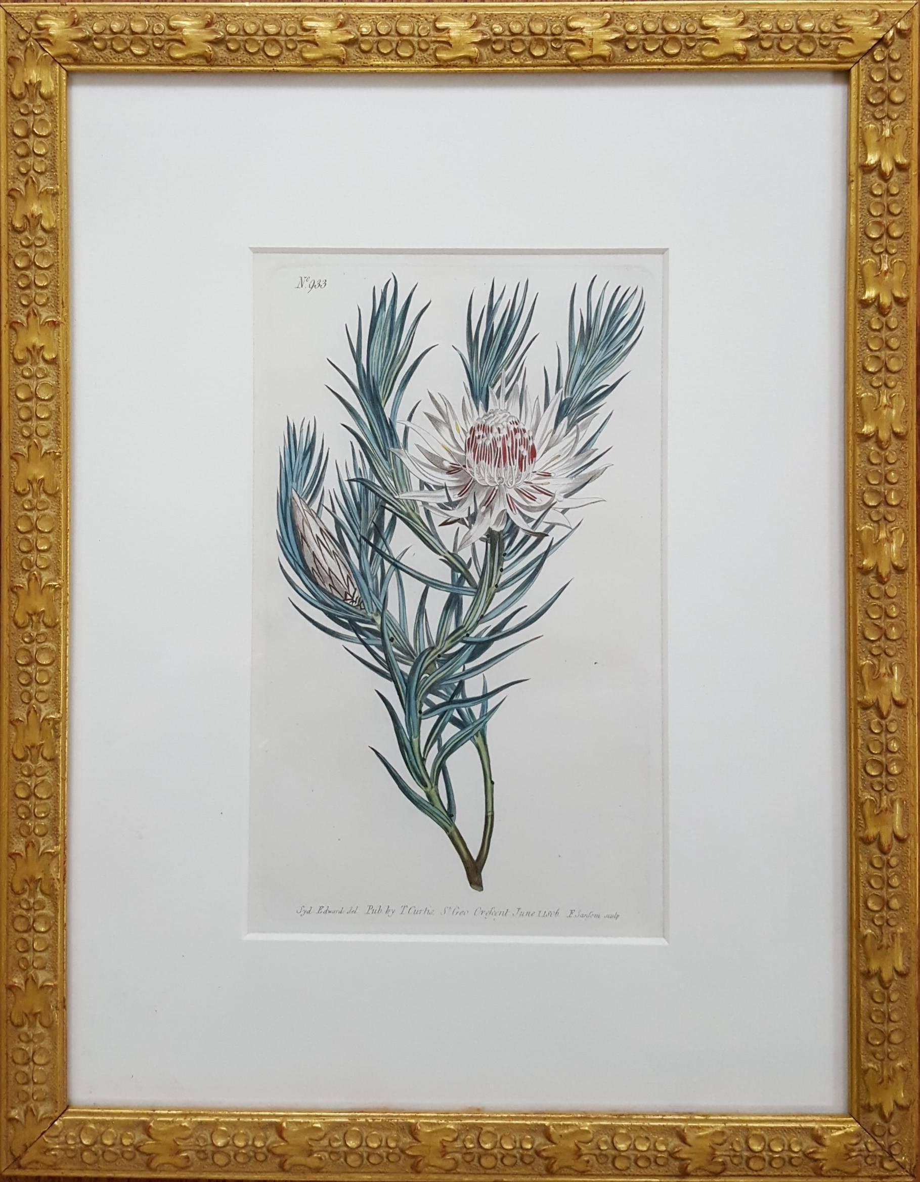 Dagger Leaved Protea - Print by Sydenham Edwards