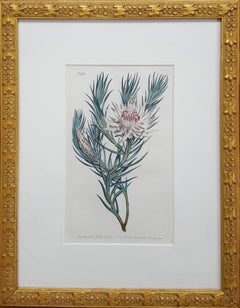Dagger Leaved Protea