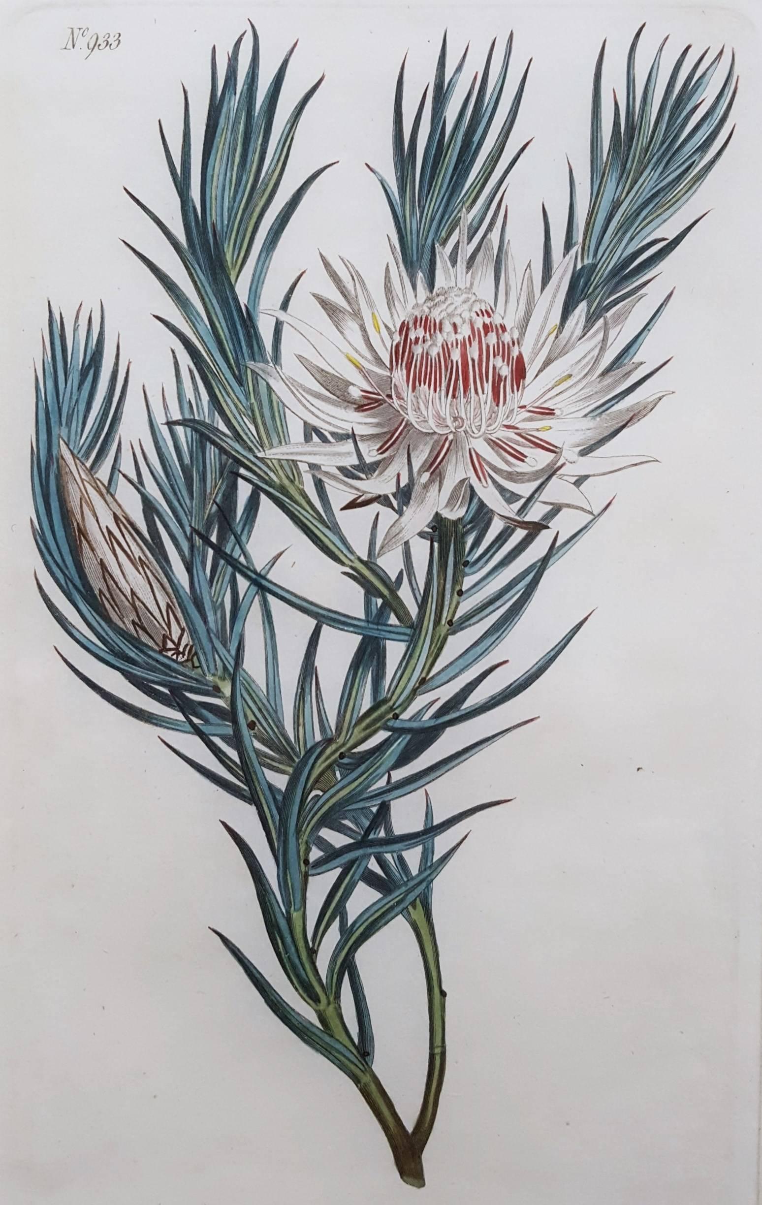 Sydenham Edwards Still-Life Print - Dagger Leaved Protea