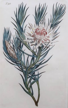 Antique Dagger Leaved Protea