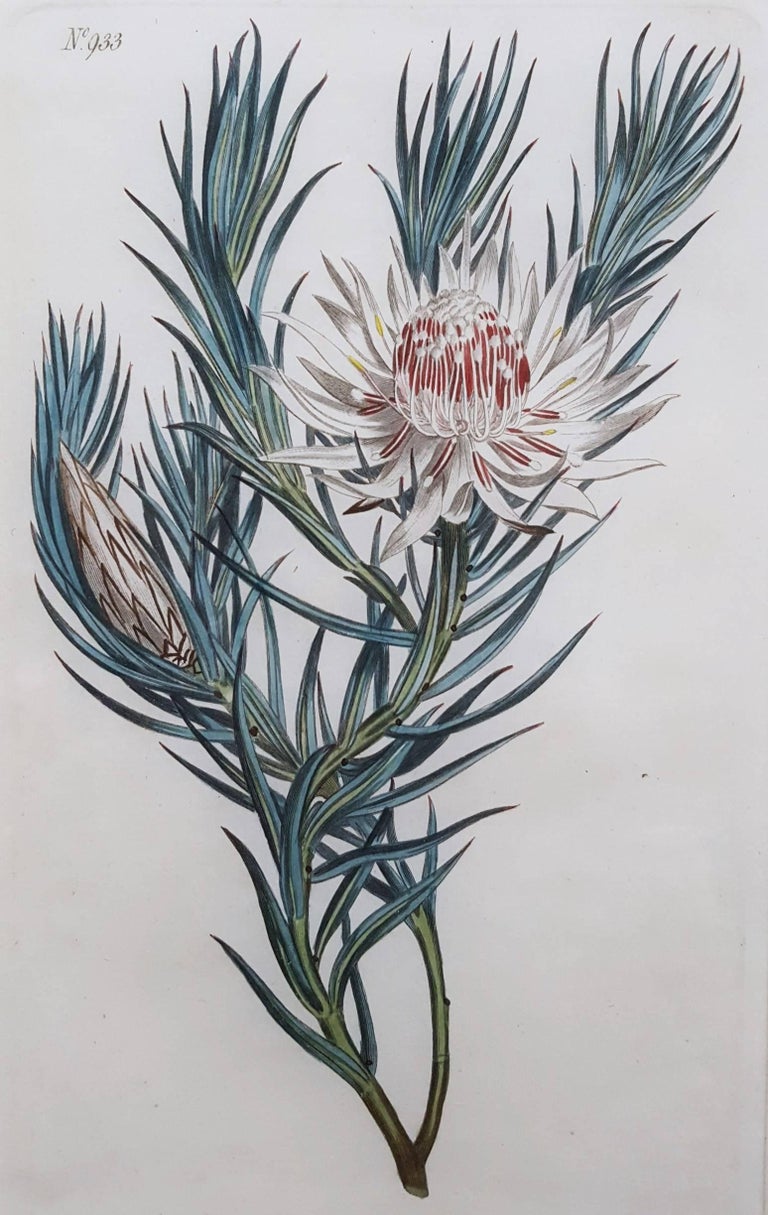 Sydenham Edwards - Dagger Leaved Protea at 1stDibs | syd edwards botanical  prints, protea edward, image size:768x1215