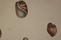 Elastic and Pale Bulla Shell Engraving From Early 19th Century